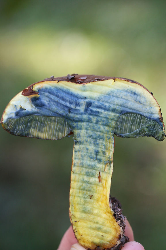 Boletus rufocinnamomeus - Cross-section Displaying Immediate Staining Growing below mostly pine (some hardwoods) in a wooded area in a public park in Floyd County, GA.<br />
<br />
Flesh yellow. Pores red-orange. Cap is a velvety reddish-brown. All parts stain when cut. Flavor is mild.<br />
<br />
Chemical analysis:<br />
Iron salts&mdash;>Gray on cap. Changes/erases blue (stained) areas of flesh and pores back to yellow.<br />
KOH&mdash;>Dark red to black on cap. Peach on flesh and pores.<br />
Ammonia&mdash;>Orange-yellow on cap.<br />
<figure class="photo"><a href="https://www.jungledragon.com/image/67482/boletus_rufocinnamomeus.html" title="Boletus rufocinnamomeus?"><img src="https://s3.amazonaws.com/media.jungledragon.com/images/3231/67482_thumb.jpg?AWSAccessKeyId=05GMT0V3GWVNE7GGM1R2&Expires=1770854410&Signature=eIGarXFSpktiJzS%2Fl1ELdHrm0%2Bo%3D" width="200" height="134" alt="Boletus rufocinnamomeus? Growing below mostly pine (some hardwoods) in a wooded area in a public park in Floyd County, GA.<br />
<br />
Flesh yellow. Pores red-orange. Cap is a velvety reddish-brown. All parts stain when cut. Flavor is mild.<br />
<br />
Chemical analysis:<br />
Iron salts&mdash;>Gray on cap. Changes/erases blue (stained) areas of flesh and pores back to yellow.<br />
KOH&mdash;>Dark red to black on cap. Peach on flesh and pores.<br />
Ammonia&mdash;>Orange-yellow on cap.<br />
https://www.jungledragon.com/image/67485/red-mouth_bolete_boletus_subvelutipes_group.html<br />
https://www.jungledragon.com/image/67483/red-mouth_bolete_boletus_subvelutipes_group_-_cross-section_displaying_immediate_staining.html<br />
https://www.jungledragon.com/image/67484/red-mouth_bolete_boletus_subvelutipes_group.html Boletus rufocinnamomeus,Boletus subvelutipes,Fall,Geotagged,United States" /></a></figure><br />
<figure class="photo"><a href="https://www.jungledragon.com/image/67485/boletus_rufocinnamomeus.html" title="Boletus rufocinnamomeus?"><img src="https://s3.amazonaws.com/media.jungledragon.com/images/3231/67485_thumb.jpg?AWSAccessKeyId=05GMT0V3GWVNE7GGM1R2&Expires=1770854410&Signature=BGr04buiVolJcNbuh0JnbCiWG2o%3D" width="200" height="134" alt="Boletus rufocinnamomeus? Growing below mostly pine (some hardwoods) in a wooded area in a public park in Floyd County, GA.<br />
<br />
Flesh yellow. Pores red-orange. Cap is a velvety reddish-brown. All parts stain when cut. Flavor is mild.<br />
<br />
Chemical analysis:<br />
Iron salts&mdash;>Gray on cap. Changes/erases blue (stained) areas of flesh and pores back to yellow.<br />
KOH&mdash;>Dark red to black on cap. Peach on flesh and pores.<br />
Ammonia&mdash;>Orange-yellow on cap.<br />
https://www.jungledragon.com/image/67482/red-mouth_bolete_boletus_subvelutipes_group.html<br />
https://www.jungledragon.com/image/67483/red-mouth_bolete_boletus_subvelutipes_group_-_cross-section_displaying_immediate_staining.html<br />
https://www.jungledragon.com/image/67484/red-mouth_bolete_boletus_subvelutipes_group.html Boletus rufocinnamomeus,Boletus subvelutipes,Fall,Geotagged,United States" /></a></figure><br />
<figure class="photo"><a href="https://www.jungledragon.com/image/67484/boletus_rufocinnamomeus.html" title="Boletus rufocinnamomeus?"><img src="https://s3.amazonaws.com/media.jungledragon.com/images/3231/67484_thumb.jpg?AWSAccessKeyId=05GMT0V3GWVNE7GGM1R2&Expires=1770854410&Signature=M1s1sLxQ3xKCO%2FQhaj0NyDEgx4c%3D" width="200" height="134" alt="Boletus rufocinnamomeus? Growing below mostly pine (some hardwoods) in a wooded area in a public park in Floyd County, GA.<br />
<br />
Flesh yellow. Pores red-orange. Cap is a velvety reddish-brown. All parts stain when cut. Flavor is mild.<br />
<br />
Chemical analysis:<br />
Iron salts&mdash;>Gray on cap. Changes/erases blue (stained) areas of flesh and pores back to yellow.<br />
KOH&mdash;>Dark red to black on cap. Peach on flesh and pores.<br />
Ammonia&mdash;>Orange-yellow on cap.<br />
https://www.jungledragon.com/image/67482/red-mouth_bolete_boletus_subvelutipes_group.html<br />
https://www.jungledragon.com/image/67483/red-mouth_bolete_boletus_subvelutipes_group_-_cross-section_displaying_immediate_staining.html<br />
https://www.jungledragon.com/image/67485/red-mouth_bolete_boletus_subvelutipes_group.html Boletus rufocinnamomeus,Boletus subvelutipes,Fall,Geotagged,United States" /></a></figure> Boletus rufocinnamomeus,Boletus subvelutipes,Fall,Geotagged,United States