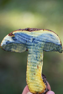 Boletus rufocinnamomeus - Cross-section Displaying Immediate Staining Growing below mostly pine (some hardwoods) in a wooded area in a public park in Floyd County, GA.

Flesh yellow. Pores red-orange. Cap is a velvety reddish-brown. All parts stain when cut. Flavor is mild.

Chemical analysis:
Iron salts&mdash;>Gray on cap. Changes/erases blue (stained) areas of flesh and pores back to yellow.
KOH&mdash;>Dark red to black on cap. Peach on flesh and pores.
Ammonia&mdash;>Orange-yellow on cap.
https://www.jungledragon.com/image/67482/red-mouth_bolete_boletus_subvelutipes_group.html
https://www.jungledragon.com/image/67485/red-mouth_bolete_boletus_subvelutipes_group.html
https://www.jungledragon.com/image/67484/red-mouth_bolete_boletus_subvelutipes_group.html Boletus rufocinnamomeus,Boletus subvelutipes,Fall,Geotagged,United States