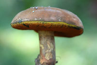 Boletus rufocinnamomeus? Growing below mostly pine (some hardwoods) in a wooded area in a public park in Floyd County, GA.<br />
<br />
Flesh yellow. Pores red-orange. Cap is a velvety reddish-brown. All parts stain when cut. Flavor is mild.<br />
<br />
Chemical analysis:<br />
Iron salts&mdash;>Gray on cap. Changes/erases blue (stained) areas of flesh and pores back to yellow.<br />
KOH&mdash;>Dark red to black on cap. Peach on flesh and pores.<br />
Ammonia&mdash;>Orange-yellow on cap.<br />
https://www.jungledragon.com/image/67482/red-mouth_bolete_boletus_subvelutipes_group.html<br />
https://www.jungledragon.com/image/67483/red-mouth_bolete_boletus_subvelutipes_group_-_cross-section_displaying_immediate_staining.html<br />
https://www.jungledragon.com/image/67485/red-mouth_bolete_boletus_subvelutipes_group.html Boletus rufocinnamomeus,Boletus subvelutipes,Fall,Geotagged,United States