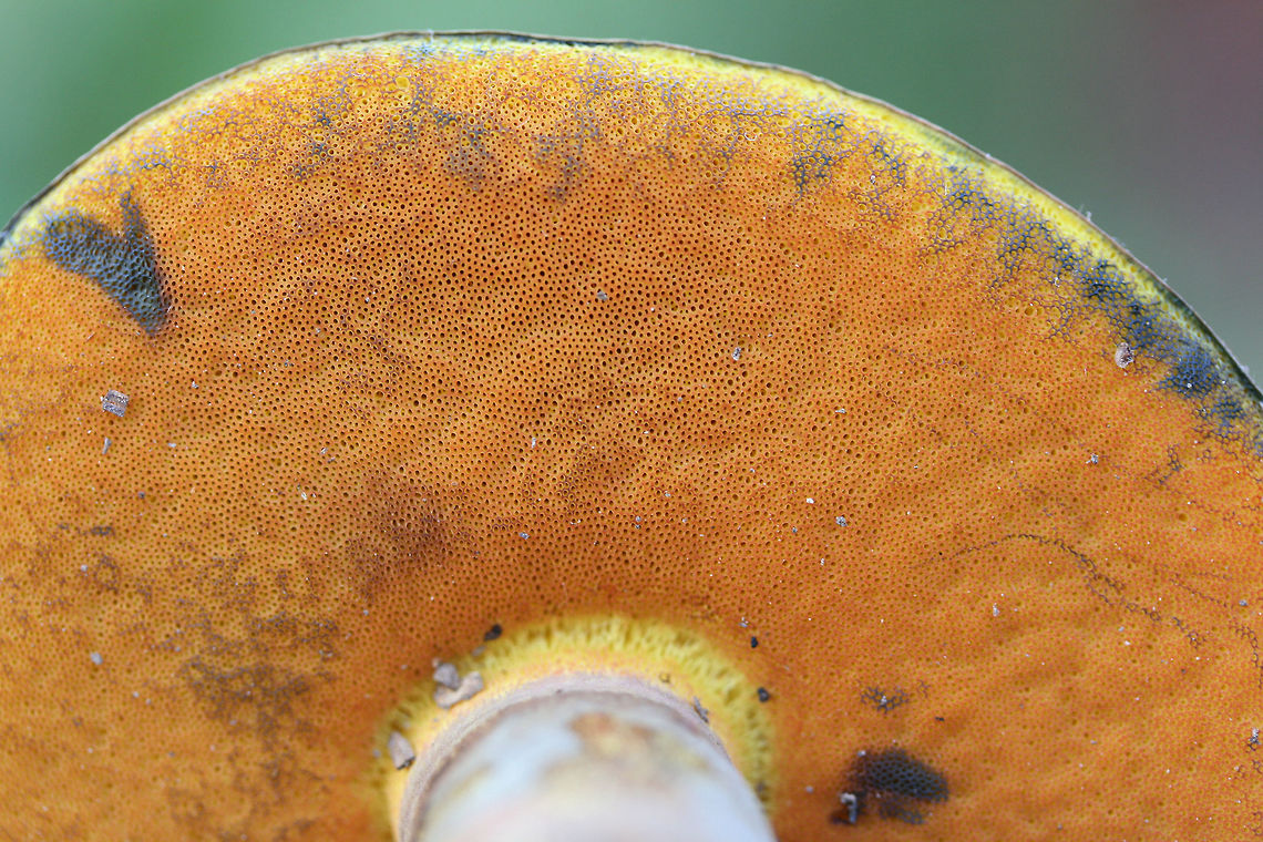Boletus rufocinnamomeus? Growing below mostly pine (some hardwoods) in a wooded area in a public park in Floyd County, GA.<br />
<br />
Flesh yellow. Pores red-orange. Cap is a velvety reddish-brown. All parts stain when cut. Flavor is mild.<br />
<br />
Chemical analysis:<br />
Iron salts&mdash;>Gray on cap. Changes/erases blue (stained) areas of flesh and pores back to yellow.<br />
KOH&mdash;>Dark red to black on cap. Peach on flesh and pores.<br />
Ammonia&mdash;>Orange-yellow on cap.<br />
<figure class="photo"><a href="https://www.jungledragon.com/image/67482/boletus_rufocinnamomeus.html" title="Boletus rufocinnamomeus?"><img src="https://s3.amazonaws.com/media.jungledragon.com/images/3231/67482_thumb.jpg?AWSAccessKeyId=05GMT0V3GWVNE7GGM1R2&Expires=1769040010&Signature=Q0TFUbucckHxAajYgwq17Pk3JW4%3D" width="200" height="134" alt="Boletus rufocinnamomeus? Growing below mostly pine (some hardwoods) in a wooded area in a public park in Floyd County, GA.<br />
<br />
Flesh yellow. Pores red-orange. Cap is a velvety reddish-brown. All parts stain when cut. Flavor is mild.<br />
<br />
Chemical analysis:<br />
Iron salts&mdash;>Gray on cap. Changes/erases blue (stained) areas of flesh and pores back to yellow.<br />
KOH&mdash;>Dark red to black on cap. Peach on flesh and pores.<br />
Ammonia&mdash;>Orange-yellow on cap.<br />
https://www.jungledragon.com/image/67485/red-mouth_bolete_boletus_subvelutipes_group.html<br />
https://www.jungledragon.com/image/67483/red-mouth_bolete_boletus_subvelutipes_group_-_cross-section_displaying_immediate_staining.html<br />
https://www.jungledragon.com/image/67484/red-mouth_bolete_boletus_subvelutipes_group.html Boletus rufocinnamomeus,Boletus subvelutipes,Fall,Geotagged,United States" /></a></figure><br />
<figure class="photo"><a href="https://www.jungledragon.com/image/67483/boletus_rufocinnamomeus_-_cross-section_displaying_immediate_staining.html" title="Boletus rufocinnamomeus - Cross-section Displaying Immediate Staining"><img src="https://s3.amazonaws.com/media.jungledragon.com/images/3231/67483_thumb.jpg?AWSAccessKeyId=05GMT0V3GWVNE7GGM1R2&Expires=1769040010&Signature=0cGIpcurGehgMKJ3OeC7tMkS3CA%3D" width="102" height="152" alt="Boletus rufocinnamomeus - Cross-section Displaying Immediate Staining Growing below mostly pine (some hardwoods) in a wooded area in a public park in Floyd County, GA.<br />
<br />
Flesh yellow. Pores red-orange. Cap is a velvety reddish-brown. All parts stain when cut. Flavor is mild.<br />
<br />
Chemical analysis:<br />
Iron salts&mdash;>Gray on cap. Changes/erases blue (stained) areas of flesh and pores back to yellow.<br />
KOH&mdash;>Dark red to black on cap. Peach on flesh and pores.<br />
Ammonia&mdash;>Orange-yellow on cap.<br />
https://www.jungledragon.com/image/67482/red-mouth_bolete_boletus_subvelutipes_group.html<br />
https://www.jungledragon.com/image/67485/red-mouth_bolete_boletus_subvelutipes_group.html<br />
https://www.jungledragon.com/image/67484/red-mouth_bolete_boletus_subvelutipes_group.html Boletus rufocinnamomeus,Boletus subvelutipes,Fall,Geotagged,United States" /></a></figure><br />
<figure class="photo"><a href="https://www.jungledragon.com/image/67484/boletus_rufocinnamomeus.html" title="Boletus rufocinnamomeus?"><img src="https://s3.amazonaws.com/media.jungledragon.com/images/3231/67484_thumb.jpg?AWSAccessKeyId=05GMT0V3GWVNE7GGM1R2&Expires=1769040010&Signature=9ltEOrSZS969x6zMCHjEg2lGc8M%3D" width="200" height="134" alt="Boletus rufocinnamomeus? Growing below mostly pine (some hardwoods) in a wooded area in a public park in Floyd County, GA.<br />
<br />
Flesh yellow. Pores red-orange. Cap is a velvety reddish-brown. All parts stain when cut. Flavor is mild.<br />
<br />
Chemical analysis:<br />
Iron salts&mdash;>Gray on cap. Changes/erases blue (stained) areas of flesh and pores back to yellow.<br />
KOH&mdash;>Dark red to black on cap. Peach on flesh and pores.<br />
Ammonia&mdash;>Orange-yellow on cap.<br />
https://www.jungledragon.com/image/67482/red-mouth_bolete_boletus_subvelutipes_group.html<br />
https://www.jungledragon.com/image/67483/red-mouth_bolete_boletus_subvelutipes_group_-_cross-section_displaying_immediate_staining.html<br />
https://www.jungledragon.com/image/67485/red-mouth_bolete_boletus_subvelutipes_group.html Boletus rufocinnamomeus,Boletus subvelutipes,Fall,Geotagged,United States" /></a></figure> Boletus rufocinnamomeus,Boletus subvelutipes,Fall,Geotagged,United States