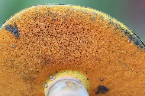 Boletus rufocinnamomeus? Growing below mostly pine (some hardwoods) in a wooded area in a public park in Floyd County, GA.

Flesh yellow. Pores red-orange. Cap is a velvety reddish-brown. All parts stain when cut. Flavor is mild.

Chemical analysis:
Iron salts—>Gray on cap. Changes/erases blue (stained) areas of flesh and pores back to yellow.
KOH—>Dark red to black on cap. Peach on flesh and pores.
Ammonia—>Orange-yellow on cap.
https://www.jungledragon.com/image/67482/red-mouth_bolete_boletus_subvelutipes_group.html
https://www.jungledragon.com/image/67483/red-mouth_bolete_boletus_subvelutipes_group_-_cross-section_displaying_immediate_staining.html
https://www.jungledragon.com/image/67484/red-mouth_bolete_boletus_subvelutipes_group.html Boletus rufocinnamomeus,Boletus subvelutipes,Fall,Geotagged,United States