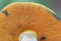 Boletus rufocinnamomeus? Growing below mostly pine (some hardwoods) in a wooded area in a public park in Floyd County, GA.<br />
<br />
Flesh yellow. Pores red-orange. Cap is a velvety reddish-brown. All parts stain when cut. Flavor is mild.<br />
<br />
Chemical analysis:<br />
Iron salts—>Gray on cap. Changes/erases blue (stained) areas of flesh and pores back to yellow.<br />
KOH—>Dark red to black on cap. Peach on flesh and pores.<br />
Ammonia—>Orange-yellow on cap.<br />
https://www.jungledragon.com/image/67482/red-mouth_bolete_boletus_subvelutipes_group.html<br />
https://www.jungledragon.com/image/67483/red-mouth_bolete_boletus_subvelutipes_group_-_cross-section_displaying_immediate_staining.html<br />
https://www.jungledragon.com/image/67484/red-mouth_bolete_boletus_subvelutipes_group.html Boletus rufocinnamomeus,Boletus subvelutipes,Fall,Geotagged,United States