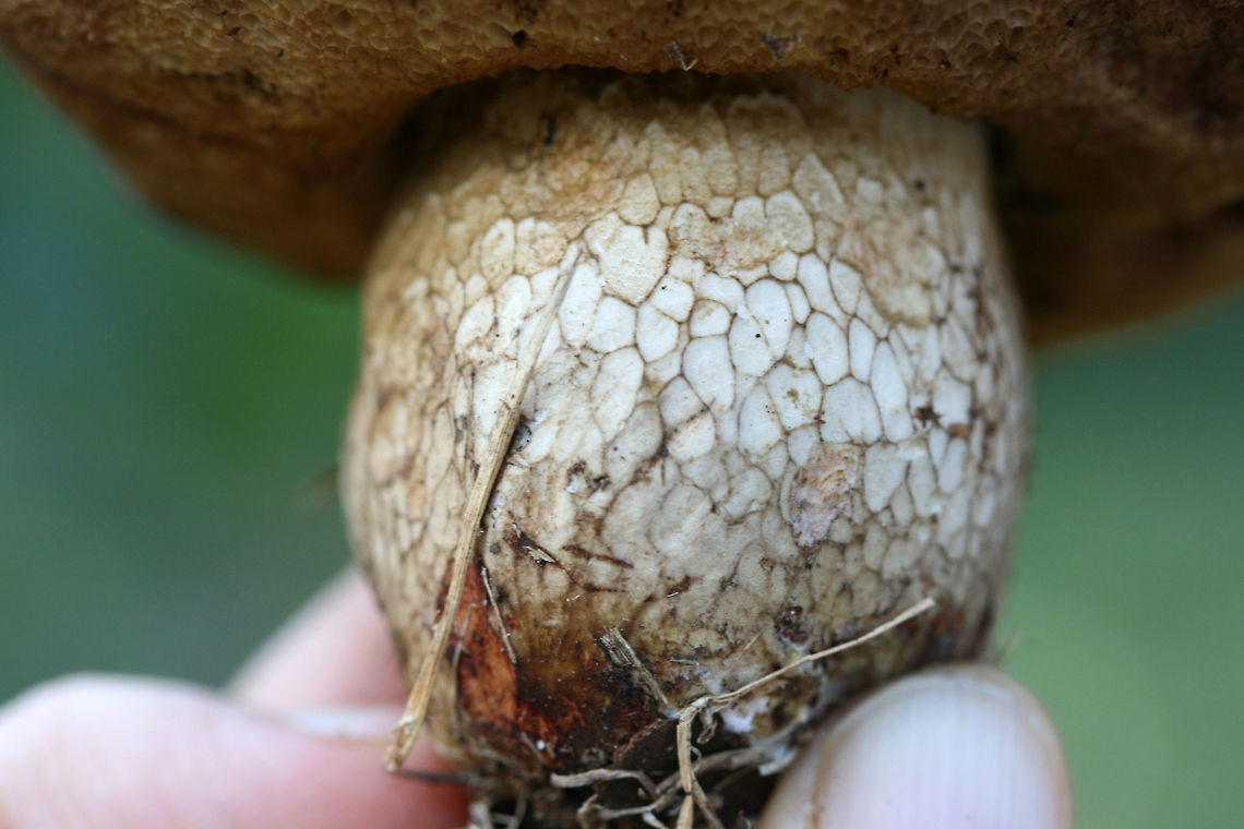 Unknown Bolete (Retiboletus sp.) Growing below mostly pines in a wooded area of a public park in Floyd County, GA.<br />
<br />
Short, fat, grayish-brown bolete which is short/stout in stature. Pores are buff to pale gold. Flesh is white. Cap is slick and smooth. Base of stem is yellow. Interior of central stem is red. Slight staining (blue/green) in flesh of stem. <br />
Chemical analysis:<br />
Iron salts—>Light olive on flesh and pores.<br />
KOH—>Peach on cap. Pale pink on flesh. Orange/brown on pores.<br />
Ammonia—>Peach on cap. Rose red on flesh and pores.<br />
<br />
Flavor is very acrid! Disgusting!<br />
<figure class="photo"><a href="https://www.jungledragon.com/image/67489/unknown_bolete_retiboletus_sp.html" title="Unknown Bolete (Retiboletus sp.)"><img src="https://s3.amazonaws.com/media.jungledragon.com/images/3231/67489_thumb.jpg?AWSAccessKeyId=05GMT0V3GWVNE7GGM1R2&Expires=1759968010&Signature=VepGsa6ujAj2luzgzl%2F7rH2KF5M%3D" width="200" height="134" alt="Unknown Bolete (Retiboletus sp.) Growing below mostly pines in a wooded area of a public park in Floyd County, GA.<br />
<br />
Short, fat, grayish-brown bolete which is short/stout in stature. Pores are buff to pale gold. Flesh is white. Cap is slick and smooth. Base of stem is yellow. Interior of central stem is red. Slight staining (blue/green) in flesh of stem. <br />
Chemical analysis:<br />
Iron salts—>Light olive on flesh and pores.<br />
KOH—>Peach on cap. Pale pink on flesh. Orange/brown on pores.<br />
Ammonia—>Peach on cap. Rose red on flesh and pores.<br />
<br />
Flavor is very acrid! Disgusting!<br />
https://www.jungledragon.com/image/67486/unknown_bolete_tylopilus_sp.html<br />
https://www.jungledragon.com/image/67488/unknown_bolete_tylopilus_sp.html<br />
https://www.jungledragon.com/image/67487/unknown_bolete_tylopilus_sp.html Fall,Geotagged,United States" /></a></figure><br />
<figure class="photo"><a href="https://www.jungledragon.com/image/67488/unknown_bolete_retiboletus_sp.html" title="Unknown Bolete (Retiboletus sp.)"><img src="https://s3.amazonaws.com/media.jungledragon.com/images/3231/67488_thumb.jpg?AWSAccessKeyId=05GMT0V3GWVNE7GGM1R2&Expires=1759968010&Signature=vvIpwNgNhvUKPN26lt1byi2QqaM%3D" width="200" height="134" alt="Unknown Bolete (Retiboletus sp.) Growing below mostly pines in a wooded area of a public park in Floyd County, GA.<br />
<br />
Short, fat, grayish-brown bolete which is short/stout in stature. Pores are buff to pale gold. Flesh is white. Cap is slick and smooth. Base of stem is yellow. Interior of central stem is red. Slight staining (blue/green) in flesh of stem. <br />
Chemical analysis:<br />
Iron salts—>Light olive on flesh and pores.<br />
KOH—>Peach on cap. Pale pink on flesh. Orange/brown on pores.<br />
Ammonia—>Peach on cap. Rose red on flesh and pores.<br />
<br />
Flavor is very acrid! Disgusting!<br />
https://www.jungledragon.com/image/67486/unknown_bolete_tylopilus_sp.html<br />
https://www.jungledragon.com/image/67489/unknown_bolete_tylopilus_sp.html<br />
https://www.jungledragon.com/image/67487/unknown_bolete_tylopilus_sp.html Fall,Geotagged,United States" /></a></figure><br />
<figure class="photo"><a href="https://www.jungledragon.com/image/67487/unknown_bolete_retiboletus_sp.html" title="Unknown Bolete (Retiboletus sp.)"><img src="https://s3.amazonaws.com/media.jungledragon.com/images/3231/67487_thumb.jpg?AWSAccessKeyId=05GMT0V3GWVNE7GGM1R2&Expires=1759968010&Signature=pHVI3hBDqni%2BfPcVslPyivY0wPw%3D" width="200" height="134" alt="Unknown Bolete (Retiboletus sp.) Growing below mostly pines in a wooded area of a public park in Floyd County, GA.<br />
<br />
Short, fat, grayish-brown bolete which is short/stout in stature. Pores are buff to pale gold. Flesh is white. Cap is slick and smooth. Base of stem is yellow. Interior of central stem is red. Slight staining (blue/green) in flesh of stem. <br />
Chemical analysis:<br />
Iron salts—>Light olive on flesh and pores.<br />
KOH—>Peach on cap. Pale pink on flesh. Orange/brown on pores.<br />
Ammonia—>Peach on cap. Rose red on flesh and pores.<br />
<br />
Flavor is very acrid! Disgusting!<br />
https://www.jungledragon.com/image/67486/unknown_bolete_tylopilus_sp.html<br />
https://www.jungledragon.com/image/67488/unknown_bolete_tylopilus_sp.html<br />
https://www.jungledragon.com/image/67489/unknown_bolete_tylopilus_sp.html Fall,Geotagged,United States" /></a></figure> Fall,Geotagged,United States