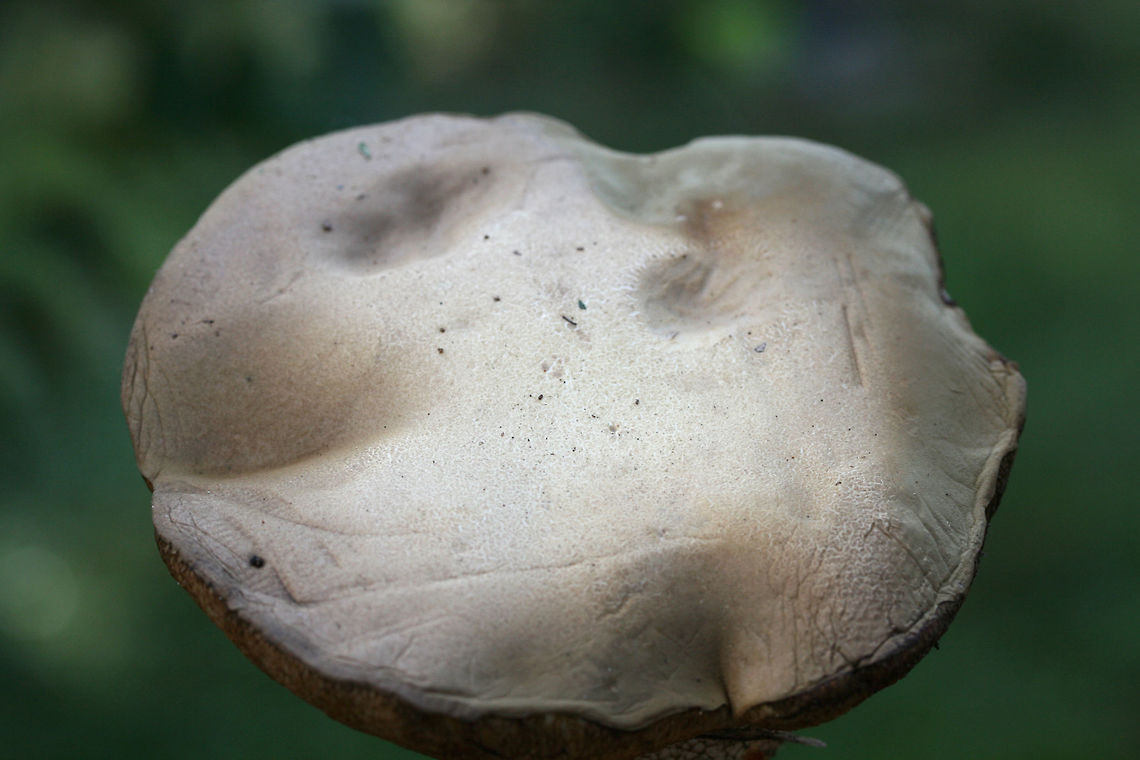 Unknown Bolete (Retiboletus sp.) Growing below mostly pines in a wooded area of a public park in Floyd County, GA.<br />
<br />
Short, fat, grayish-brown bolete which is short/stout in stature. Pores are buff to pale gold. Flesh is white. Cap is slick and smooth. Base of stem is yellow. Interior of central stem is red. Slight staining (blue/green) in flesh of stem. <br />
Chemical analysis:<br />
Iron salts—>Light olive on flesh and pores.<br />
KOH—>Peach on cap. Pale pink on flesh. Orange/brown on pores.<br />
Ammonia—>Peach on cap. Rose red on flesh and pores.<br />
<br />
Flavor is very acrid! Disgusting!<br />
<figure class="photo"><a href="https://www.jungledragon.com/image/67486/unknown_bolete_retiboletus_sp.html" title="Unknown Bolete (Retiboletus sp.)"><img src="https://s3.amazonaws.com/media.jungledragon.com/images/3231/67486_thumb.jpg?AWSAccessKeyId=05GMT0V3GWVNE7GGM1R2&Expires=1759968010&Signature=IiUBwapTt7NdITmbbudzLN8ZBFw%3D" width="200" height="134" alt="Unknown Bolete (Retiboletus sp.) Growing below mostly pines in a wooded area of a public park in Floyd County, GA.<br />
<br />
Short, fat, grayish-brown bolete which is short/stout in stature. Pores are buff to pale gold. Flesh is white. Cap is slick and smooth. Base of stem is yellow. Interior of central stem is red. Slight staining (blue/green) in flesh of stem. <br />
Chemical analysis:<br />
Iron salts—>Light olive on flesh and pores.<br />
KOH—>Peach on cap. Pale pink on flesh. Orange/brown on pores.<br />
Ammonia—>Peach on cap. Rose red on flesh and pores.<br />
<br />
Flavor is very acrid! Disgusting!<br />
https://www.jungledragon.com/image/67489/unknown_bolete_tylopilus_sp.html<br />
https://www.jungledragon.com/image/67488/unknown_bolete_tylopilus_sp.html<br />
https://www.jungledragon.com/image/67487/unknown_bolete_tylopilus_sp.html Fall,Geotagged,United States" /></a></figure><br />
<figure class="photo"><a href="https://www.jungledragon.com/image/67488/unknown_bolete_retiboletus_sp.html" title="Unknown Bolete (Retiboletus sp.)"><img src="https://s3.amazonaws.com/media.jungledragon.com/images/3231/67488_thumb.jpg?AWSAccessKeyId=05GMT0V3GWVNE7GGM1R2&Expires=1759968010&Signature=vvIpwNgNhvUKPN26lt1byi2QqaM%3D" width="200" height="134" alt="Unknown Bolete (Retiboletus sp.) Growing below mostly pines in a wooded area of a public park in Floyd County, GA.<br />
<br />
Short, fat, grayish-brown bolete which is short/stout in stature. Pores are buff to pale gold. Flesh is white. Cap is slick and smooth. Base of stem is yellow. Interior of central stem is red. Slight staining (blue/green) in flesh of stem. <br />
Chemical analysis:<br />
Iron salts—>Light olive on flesh and pores.<br />
KOH—>Peach on cap. Pale pink on flesh. Orange/brown on pores.<br />
Ammonia—>Peach on cap. Rose red on flesh and pores.<br />
<br />
Flavor is very acrid! Disgusting!<br />
https://www.jungledragon.com/image/67486/unknown_bolete_tylopilus_sp.html<br />
https://www.jungledragon.com/image/67489/unknown_bolete_tylopilus_sp.html<br />
https://www.jungledragon.com/image/67487/unknown_bolete_tylopilus_sp.html Fall,Geotagged,United States" /></a></figure><br />
<figure class="photo"><a href="https://www.jungledragon.com/image/67489/unknown_bolete_retiboletus_sp.html" title="Unknown Bolete (Retiboletus sp.)"><img src="https://s3.amazonaws.com/media.jungledragon.com/images/3231/67489_thumb.jpg?AWSAccessKeyId=05GMT0V3GWVNE7GGM1R2&Expires=1759968010&Signature=VepGsa6ujAj2luzgzl%2F7rH2KF5M%3D" width="200" height="134" alt="Unknown Bolete (Retiboletus sp.) Growing below mostly pines in a wooded area of a public park in Floyd County, GA.<br />
<br />
Short, fat, grayish-brown bolete which is short/stout in stature. Pores are buff to pale gold. Flesh is white. Cap is slick and smooth. Base of stem is yellow. Interior of central stem is red. Slight staining (blue/green) in flesh of stem. <br />
Chemical analysis:<br />
Iron salts—>Light olive on flesh and pores.<br />
KOH—>Peach on cap. Pale pink on flesh. Orange/brown on pores.<br />
Ammonia—>Peach on cap. Rose red on flesh and pores.<br />
<br />
Flavor is very acrid! Disgusting!<br />
https://www.jungledragon.com/image/67486/unknown_bolete_tylopilus_sp.html<br />
https://www.jungledragon.com/image/67488/unknown_bolete_tylopilus_sp.html<br />
https://www.jungledragon.com/image/67487/unknown_bolete_tylopilus_sp.html Fall,Geotagged,United States" /></a></figure> Fall,Geotagged,United States