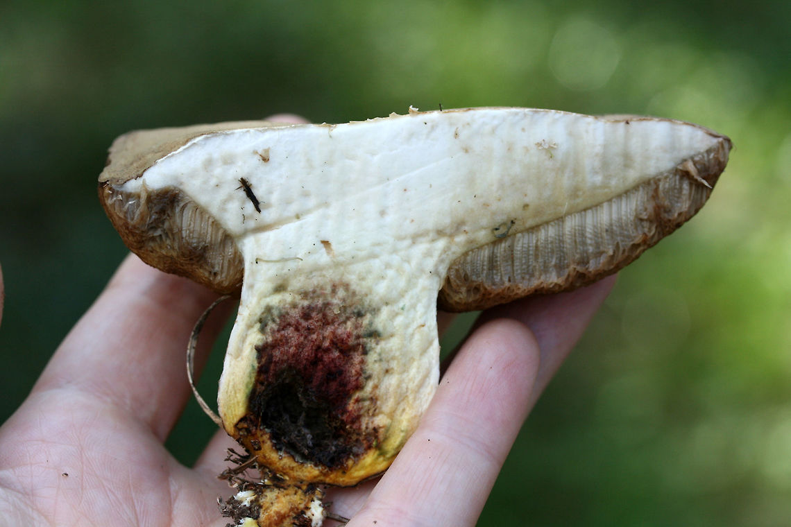 Unknown Bolete (Retiboletus sp.) Growing below mostly pines in a wooded area of a public park in Floyd County, GA.<br />
<br />
Short, fat, grayish-brown bolete which is short/stout in stature. Pores are buff to pale gold. Flesh is white. Cap is slick and smooth. Base of stem is yellow. Interior of central stem is red. Slight staining (blue/green) in flesh of stem. <br />
Chemical analysis:<br />
Iron salts—>Light olive on flesh and pores.<br />
KOH—>Peach on cap. Pale pink on flesh. Orange/brown on pores.<br />
Ammonia—>Peach on cap. Rose red on flesh and pores.<br />
<br />
Flavor is very acrid! Disgusting!<br />
<figure class="photo"><a href="https://www.jungledragon.com/image/67486/unknown_bolete_retiboletus_sp.html" title="Unknown Bolete (Retiboletus sp.)"><img src="https://s3.amazonaws.com/media.jungledragon.com/images/3231/67486_thumb.jpg?AWSAccessKeyId=05GMT0V3GWVNE7GGM1R2&Expires=1759968010&Signature=IiUBwapTt7NdITmbbudzLN8ZBFw%3D" width="200" height="134" alt="Unknown Bolete (Retiboletus sp.) Growing below mostly pines in a wooded area of a public park in Floyd County, GA.<br />
<br />
Short, fat, grayish-brown bolete which is short/stout in stature. Pores are buff to pale gold. Flesh is white. Cap is slick and smooth. Base of stem is yellow. Interior of central stem is red. Slight staining (blue/green) in flesh of stem. <br />
Chemical analysis:<br />
Iron salts—>Light olive on flesh and pores.<br />
KOH—>Peach on cap. Pale pink on flesh. Orange/brown on pores.<br />
Ammonia—>Peach on cap. Rose red on flesh and pores.<br />
<br />
Flavor is very acrid! Disgusting!<br />
https://www.jungledragon.com/image/67489/unknown_bolete_tylopilus_sp.html<br />
https://www.jungledragon.com/image/67488/unknown_bolete_tylopilus_sp.html<br />
https://www.jungledragon.com/image/67487/unknown_bolete_tylopilus_sp.html Fall,Geotagged,United States" /></a></figure><br />
<figure class="photo"><a href="https://www.jungledragon.com/image/67489/unknown_bolete_retiboletus_sp.html" title="Unknown Bolete (Retiboletus sp.)"><img src="https://s3.amazonaws.com/media.jungledragon.com/images/3231/67489_thumb.jpg?AWSAccessKeyId=05GMT0V3GWVNE7GGM1R2&Expires=1759968010&Signature=VepGsa6ujAj2luzgzl%2F7rH2KF5M%3D" width="200" height="134" alt="Unknown Bolete (Retiboletus sp.) Growing below mostly pines in a wooded area of a public park in Floyd County, GA.<br />
<br />
Short, fat, grayish-brown bolete which is short/stout in stature. Pores are buff to pale gold. Flesh is white. Cap is slick and smooth. Base of stem is yellow. Interior of central stem is red. Slight staining (blue/green) in flesh of stem. <br />
Chemical analysis:<br />
Iron salts—>Light olive on flesh and pores.<br />
KOH—>Peach on cap. Pale pink on flesh. Orange/brown on pores.<br />
Ammonia—>Peach on cap. Rose red on flesh and pores.<br />
<br />
Flavor is very acrid! Disgusting!<br />
https://www.jungledragon.com/image/67486/unknown_bolete_tylopilus_sp.html<br />
https://www.jungledragon.com/image/67488/unknown_bolete_tylopilus_sp.html<br />
https://www.jungledragon.com/image/67487/unknown_bolete_tylopilus_sp.html Fall,Geotagged,United States" /></a></figure><br />
<figure class="photo"><a href="https://www.jungledragon.com/image/67487/unknown_bolete_retiboletus_sp.html" title="Unknown Bolete (Retiboletus sp.)"><img src="https://s3.amazonaws.com/media.jungledragon.com/images/3231/67487_thumb.jpg?AWSAccessKeyId=05GMT0V3GWVNE7GGM1R2&Expires=1759968010&Signature=pHVI3hBDqni%2BfPcVslPyivY0wPw%3D" width="200" height="134" alt="Unknown Bolete (Retiboletus sp.) Growing below mostly pines in a wooded area of a public park in Floyd County, GA.<br />
<br />
Short, fat, grayish-brown bolete which is short/stout in stature. Pores are buff to pale gold. Flesh is white. Cap is slick and smooth. Base of stem is yellow. Interior of central stem is red. Slight staining (blue/green) in flesh of stem. <br />
Chemical analysis:<br />
Iron salts—>Light olive on flesh and pores.<br />
KOH—>Peach on cap. Pale pink on flesh. Orange/brown on pores.<br />
Ammonia—>Peach on cap. Rose red on flesh and pores.<br />
<br />
Flavor is very acrid! Disgusting!<br />
https://www.jungledragon.com/image/67486/unknown_bolete_tylopilus_sp.html<br />
https://www.jungledragon.com/image/67488/unknown_bolete_tylopilus_sp.html<br />
https://www.jungledragon.com/image/67489/unknown_bolete_tylopilus_sp.html Fall,Geotagged,United States" /></a></figure> Fall,Geotagged,United States
