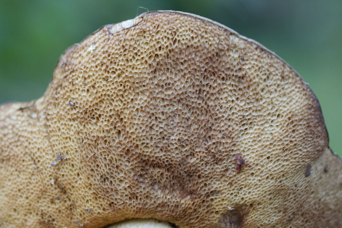 Unknown Bolete (Retiboletus sp.) Growing below mostly pines in a wooded area of a public park in Floyd County, GA.<br />
<br />
Short, fat, grayish-brown bolete which is short/stout in stature. Pores are buff to pale gold. Flesh is white. Cap is slick and smooth. Base of stem is yellow. Interior of central stem is red. Slight staining (blue/green) in flesh of stem. <br />
Chemical analysis:<br />
Iron salts—>Light olive on flesh and pores.<br />
KOH—>Peach on cap. Pale pink on flesh. Orange/brown on pores.<br />
Ammonia—>Peach on cap. Rose red on flesh and pores.<br />
<br />
Flavor is very acrid! Disgusting!<br />
<figure class="photo"><a href="https://www.jungledragon.com/image/67486/unknown_bolete_retiboletus_sp.html" title="Unknown Bolete (Retiboletus sp.)"><img src="https://s3.amazonaws.com/media.jungledragon.com/images/3231/67486_thumb.jpg?AWSAccessKeyId=05GMT0V3GWVNE7GGM1R2&Expires=1759968010&Signature=IiUBwapTt7NdITmbbudzLN8ZBFw%3D" width="200" height="134" alt="Unknown Bolete (Retiboletus sp.) Growing below mostly pines in a wooded area of a public park in Floyd County, GA.<br />
<br />
Short, fat, grayish-brown bolete which is short/stout in stature. Pores are buff to pale gold. Flesh is white. Cap is slick and smooth. Base of stem is yellow. Interior of central stem is red. Slight staining (blue/green) in flesh of stem. <br />
Chemical analysis:<br />
Iron salts—>Light olive on flesh and pores.<br />
KOH—>Peach on cap. Pale pink on flesh. Orange/brown on pores.<br />
Ammonia—>Peach on cap. Rose red on flesh and pores.<br />
<br />
Flavor is very acrid! Disgusting!<br />
https://www.jungledragon.com/image/67489/unknown_bolete_tylopilus_sp.html<br />
https://www.jungledragon.com/image/67488/unknown_bolete_tylopilus_sp.html<br />
https://www.jungledragon.com/image/67487/unknown_bolete_tylopilus_sp.html Fall,Geotagged,United States" /></a></figure><br />
<figure class="photo"><a href="https://www.jungledragon.com/image/67488/unknown_bolete_retiboletus_sp.html" title="Unknown Bolete (Retiboletus sp.)"><img src="https://s3.amazonaws.com/media.jungledragon.com/images/3231/67488_thumb.jpg?AWSAccessKeyId=05GMT0V3GWVNE7GGM1R2&Expires=1759968010&Signature=vvIpwNgNhvUKPN26lt1byi2QqaM%3D" width="200" height="134" alt="Unknown Bolete (Retiboletus sp.) Growing below mostly pines in a wooded area of a public park in Floyd County, GA.<br />
<br />
Short, fat, grayish-brown bolete which is short/stout in stature. Pores are buff to pale gold. Flesh is white. Cap is slick and smooth. Base of stem is yellow. Interior of central stem is red. Slight staining (blue/green) in flesh of stem. <br />
Chemical analysis:<br />
Iron salts—>Light olive on flesh and pores.<br />
KOH—>Peach on cap. Pale pink on flesh. Orange/brown on pores.<br />
Ammonia—>Peach on cap. Rose red on flesh and pores.<br />
<br />
Flavor is very acrid! Disgusting!<br />
https://www.jungledragon.com/image/67486/unknown_bolete_tylopilus_sp.html<br />
https://www.jungledragon.com/image/67489/unknown_bolete_tylopilus_sp.html<br />
https://www.jungledragon.com/image/67487/unknown_bolete_tylopilus_sp.html Fall,Geotagged,United States" /></a></figure><br />
<figure class="photo"><a href="https://www.jungledragon.com/image/67487/unknown_bolete_retiboletus_sp.html" title="Unknown Bolete (Retiboletus sp.)"><img src="https://s3.amazonaws.com/media.jungledragon.com/images/3231/67487_thumb.jpg?AWSAccessKeyId=05GMT0V3GWVNE7GGM1R2&Expires=1759968010&Signature=pHVI3hBDqni%2BfPcVslPyivY0wPw%3D" width="200" height="134" alt="Unknown Bolete (Retiboletus sp.) Growing below mostly pines in a wooded area of a public park in Floyd County, GA.<br />
<br />
Short, fat, grayish-brown bolete which is short/stout in stature. Pores are buff to pale gold. Flesh is white. Cap is slick and smooth. Base of stem is yellow. Interior of central stem is red. Slight staining (blue/green) in flesh of stem. <br />
Chemical analysis:<br />
Iron salts—>Light olive on flesh and pores.<br />
KOH—>Peach on cap. Pale pink on flesh. Orange/brown on pores.<br />
Ammonia—>Peach on cap. Rose red on flesh and pores.<br />
<br />
Flavor is very acrid! Disgusting!<br />
https://www.jungledragon.com/image/67486/unknown_bolete_tylopilus_sp.html<br />
https://www.jungledragon.com/image/67488/unknown_bolete_tylopilus_sp.html<br />
https://www.jungledragon.com/image/67489/unknown_bolete_tylopilus_sp.html Fall,Geotagged,United States" /></a></figure> Fall,Geotagged,United States