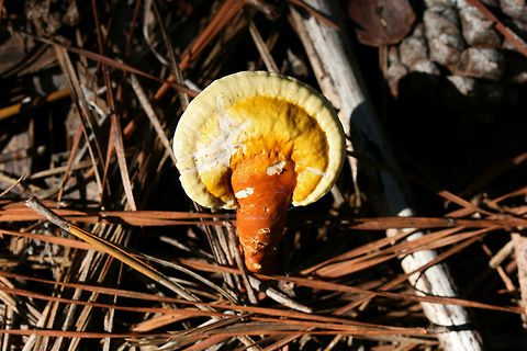 Golden Reishi (Ganoderma curtisii) Under pines and hardwoods on a wooded trail. Fall,Ganoderma curtisii,Geotagged,United States