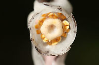Ghost Pipe (Monotropa uniflora) Growing in a dense mixed hardwood/coniferous forest understory. <br />
<br />
Monotropa uniflora is a mycoheterotrophic, nonphotosynthetic plant. It is unable to produce its own energy via photosynthesis, so it turns to fungi (it has a preference for Russula) which are mycorrhizal with trees. Being nonphotosynthetic might at first appear to give the plant a disadvantage, but as a result, M. uniflora is capable of growing in dense understories with lower light and higher mulch levels--habitats that are not suited for autotrophic plants.<br />
https://www.jungledragon.com/image/67492/ghost_pipe_monotropa_uniflora.html Fall,Geotagged,Ghost Plant,Monotropa uniflora,United States