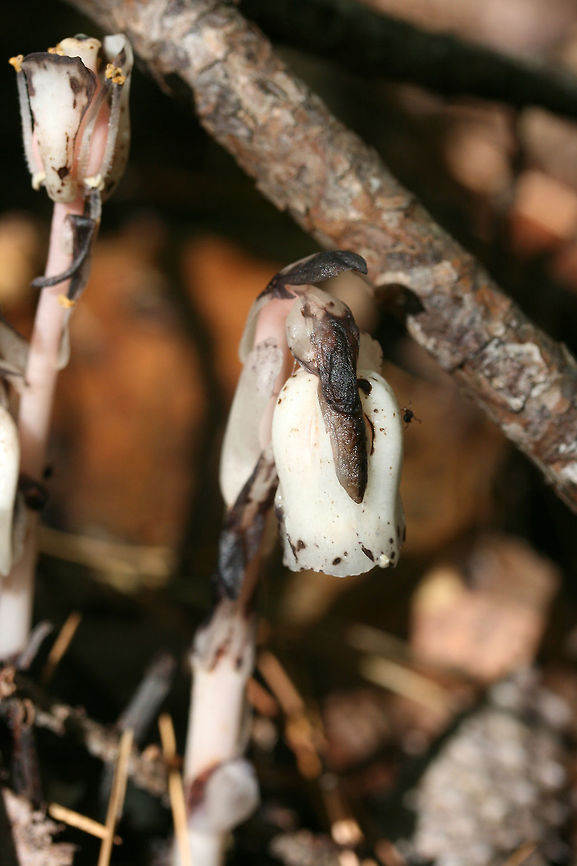 Ghost Pipes (Monotropa uniflora) Growing in a dense mixed hardwood/coniferous forest understory. <br />
<br />
Monotropa uniflora is a mycoheterotrophic, nonphotosynthetic plant. It is unable to produce its own energy via photosynthesis, so it turns to fungi (it has a preference for Russula) which are mycorrhizal with trees. Being nonphotosynthetic might at first appear to give the plant a disadvantage, but as a result, M. uniflora is capable of growing in dense understories with lower light and higher mulch levels--habitats that are not suited for autotrophic plants.<br />
<figure class="photo"><a href="https://www.jungledragon.com/image/67491/ghost_pipe_monotropa_uniflora.html" title="Ghost Pipe (Monotropa uniflora)"><img src="https://s3.amazonaws.com/media.jungledragon.com/images/3231/67491_thumb.jpg?AWSAccessKeyId=05GMT0V3GWVNE7GGM1R2&Expires=1759968010&Signature=L%2Fpec%2B%2FJd0IXtqeGPgDJ%2FGiA91A%3D" width="200" height="134" alt="Ghost Pipe (Monotropa uniflora) Growing in a dense mixed hardwood/coniferous forest understory. <br />
<br />
Monotropa uniflora is a mycoheterotrophic, nonphotosynthetic plant. It is unable to produce its own energy via photosynthesis, so it turns to fungi (it has a preference for Russula) which are mycorrhizal with trees. Being nonphotosynthetic might at first appear to give the plant a disadvantage, but as a result, M. uniflora is capable of growing in dense understories with lower light and higher mulch levels--habitats that are not suited for autotrophic plants.<br />
https://www.jungledragon.com/image/67492/ghost_pipe_monotropa_uniflora.html Fall,Geotagged,Ghost Plant,Monotropa uniflora,United States" /></a></figure> Fall,Geotagged,Ghost Plant,Monotropa uniflora,United States