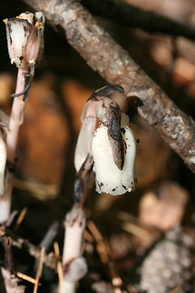 Ghost Pipes (Monotropa uniflora) Growing in a dense mixed hardwood/coniferous forest understory. 

Monotropa uniflora is a mycoheterotrophic, nonphotosynthetic plant. It is unable to produce its own energy via photosynthesis, so it turns to fungi (it has a preference for Russula) which are mycorrhizal with trees. Being nonphotosynthetic might at first appear to give the plant a disadvantage, but as a result, M. uniflora is capable of growing in dense understories with lower light and higher mulch levels--habitats that are not suited for autotrophic plants.
https://www.jungledragon.com/image/67491/ghost_pipe_monotropa_uniflora.html Fall,Geotagged,Ghost Plant,Monotropa uniflora,United States