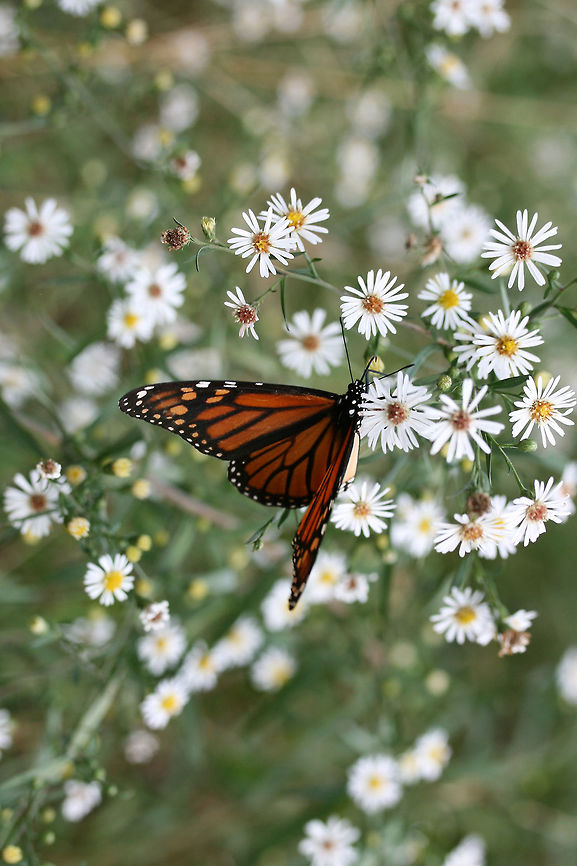 Monarch Butterfly (Danaus plexippus) Monarch butterfly nectaring on Symphyotrichum sp. in an overgrown backyard habitat.<br />
<figure class="photo"><a href="https://www.jungledragon.com/image/67494/monarch_butterfly_danaus_plexippus.html" title="Monarch Butterfly (Danaus plexippus)"><img src="https://s3.amazonaws.com/media.jungledragon.com/images/3231/67494_thumb.jpg?AWSAccessKeyId=05GMT0V3GWVNE7GGM1R2&Expires=1759968010&Signature=pwx9PiAOoOoO5TvDl5IEtY75dvk%3D" width="200" height="134" alt="Monarch Butterfly (Danaus plexippus) Monarch butterfly nectaring on Symphyotrichum sp. in an overgrown backyard habitat.<br />
https://www.jungledragon.com/image/67493/monarch_butterfly_danaus_plexippus.html Danaus plexippus,Fall,Geotagged,Monarch butterfly,United States" /></a></figure> Danaus plexippus,Fall,Geotagged,Monarch butterfly,United States
