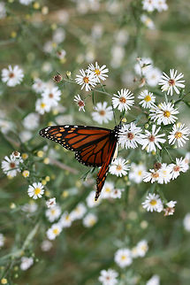 Monarch Butterfly (Danaus plexippus) Monarch butterfly nectaring on Symphyotrichum sp. in an overgrown backyard habitat.
https://www.jungledragon.com/image/67494/monarch_butterfly_danaus_plexippus.html Danaus plexippus,Fall,Geotagged,Monarch butterfly,United States
