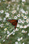 Monarch Butterfly (Danaus plexippus) Monarch butterfly nectaring on Symphyotrichum sp. in an overgrown backyard habitat.<br />
https://www.jungledragon.com/image/67494/monarch_butterfly_danaus_plexippus.html Danaus plexippus,Fall,Geotagged,Monarch butterfly,United States