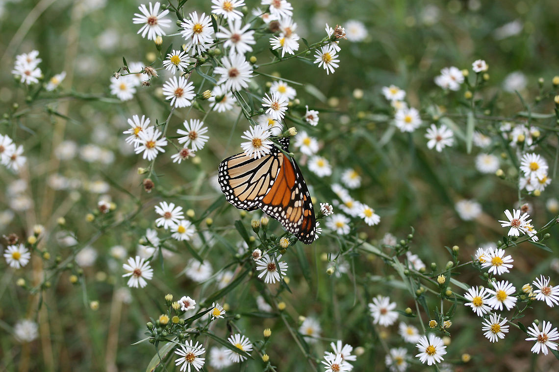 Monarch Butterfly (Danaus plexippus) Monarch butterfly nectaring on Symphyotrichum sp. in an overgrown backyard habitat.<br />
<figure class="photo"><a href="https://www.jungledragon.com/image/67493/monarch_butterfly_danaus_plexippus.html" title="Monarch Butterfly (Danaus plexippus)"><img src="https://s3.amazonaws.com/media.jungledragon.com/images/3231/67493_thumb.jpg?AWSAccessKeyId=05GMT0V3GWVNE7GGM1R2&Expires=1759968010&Signature=EZHZwgIiWXKigcVs%2B9PJfMrd08Y%3D" width="102" height="152" alt="Monarch Butterfly (Danaus plexippus) Monarch butterfly nectaring on Symphyotrichum sp. in an overgrown backyard habitat.<br />
https://www.jungledragon.com/image/67494/monarch_butterfly_danaus_plexippus.html Danaus plexippus,Fall,Geotagged,Monarch butterfly,United States" /></a></figure> Danaus plexippus,Fall,Geotagged,Monarch butterfly,United States