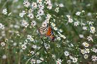 Monarch Butterfly (Danaus plexippus) Monarch butterfly nectaring on Symphyotrichum sp. in an overgrown backyard habitat.<br />
https://www.jungledragon.com/image/67493/monarch_butterfly_danaus_plexippus.html Danaus plexippus,Fall,Geotagged,Monarch butterfly,United States