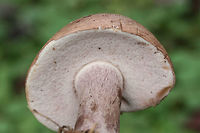 Violet Bitter Bolete (Tylopilus violatinctus) Growing in a forested area (below mostly pines) in a public park in NW Georgia (Floyd County), GA. Nonstaining. Extremely bitter in flavor. White flesh. Stipe has some yellowish-brown discoloration. Stems are buggy.<br />
<br />
Chemical analysis:<br />
Iron salts&mdash;>Light olive on cap.<br />
KOH&mdash;>Yellowish on cap.<br />
Ammonia&mdash;>Dirty yellow on cap.<br />
https://www.jungledragon.com/image/67499/violet_bitter_bolete_tylopilus_violatinctus.html<br />
https://www.jungledragon.com/image/67498/violet_bitter_bolete_tylopilus_violatinctus.html<br />
https://www.jungledragon.com/image/67497/violet_bitter_bolete_tylopilus_violatinctus.html Fall,Geotagged,Tylopilus plumbeoviolaceus,Tylopilus violatinctus,United States,Violet Bitter Bolete,Violet-grey bolete