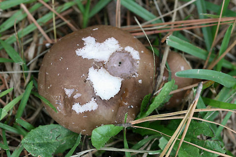 Violet Bitter Bolete (Tylopilus violatinctus) Growing in a forested area (below mostly pines) in a public park in NW Georgia (Floyd County), GA. Nonstaining. Extremely bitter in flavor. White flesh. Stipe has some yellowish-brown discoloration. Stems are buggy.

Chemical analysis:
Iron salts&mdash;>Light olive on cap.
KOH&mdash;>Yellowish on cap.
Ammonia&mdash;>Dirty yellow on cap.
https://www.jungledragon.com/image/67496/violet_bitter_bolete_tylopilus_violatinctus.html
https://www.jungledragon.com/image/67498/violet_bitter_bolete_tylopilus_violatinctus.html
https://www.jungledragon.com/image/67499/violet_bitter_bolete_tylopilus_violatinctus.html Fall,Geotagged,Tylopilus plumbeoviolaceus,Tylopilus violatinctus,United States,Violet Bitter Bolete,Violet-grey bolete