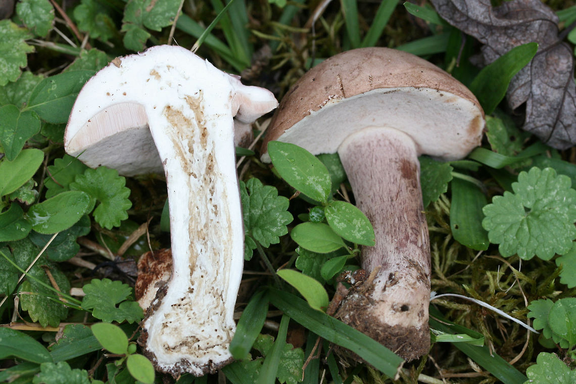 Violet Bitter Bolete (Tylopilus violatinctus) Growing in a forested area (below mostly pines) in a public park in NW Georgia (Floyd County), GA. Nonstaining. Extremely bitter in flavor. White flesh. Stipe has some yellowish-brown discoloration. Stems are buggy.<br />
<br />
Chemical analysis:<br />
Iron salts&mdash;>Light olive on cap.<br />
KOH&mdash;>Yellowish on cap.<br />
Ammonia&mdash;>Dirty yellow on cap.<br />
<figure class="photo"><a href="https://www.jungledragon.com/image/67496/violet_bitter_bolete_tylopilus_violatinctus.html" title="Violet Bitter Bolete (Tylopilus violatinctus)"><img src="https://s3.amazonaws.com/media.jungledragon.com/images/3231/67496_thumb.jpg?AWSAccessKeyId=05GMT0V3GWVNE7GGM1R2&Expires=1769040010&Signature=eJqVp2YWSf16kgEv%2Bl%2FpzA6xbEw%3D" width="200" height="134" alt="Violet Bitter Bolete (Tylopilus violatinctus) Growing in a forested area (below mostly pines) in a public park in NW Georgia (Floyd County), GA. Nonstaining. Extremely bitter in flavor. White flesh. Stipe has some yellowish-brown discoloration. Stems are buggy.<br />
<br />
Chemical analysis:<br />
Iron salts&mdash;>Light olive on cap.<br />
KOH&mdash;>Yellowish on cap.<br />
Ammonia&mdash;>Dirty yellow on cap.<br />
https://www.jungledragon.com/image/67499/violet_bitter_bolete_tylopilus_violatinctus.html<br />
https://www.jungledragon.com/image/67498/violet_bitter_bolete_tylopilus_violatinctus.html<br />
https://www.jungledragon.com/image/67497/violet_bitter_bolete_tylopilus_violatinctus.html Fall,Geotagged,Tylopilus plumbeoviolaceus,Tylopilus violatinctus,United States,Violet Bitter Bolete,Violet-grey bolete" /></a></figure><br />
<figure class="photo"><a href="https://www.jungledragon.com/image/67499/violet_bitter_bolete_tylopilus_violatinctus.html" title="Violet Bitter Bolete (Tylopilus violatinctus)"><img src="https://s3.amazonaws.com/media.jungledragon.com/images/3231/67499_thumb.jpg?AWSAccessKeyId=05GMT0V3GWVNE7GGM1R2&Expires=1769040010&Signature=YmQgKJydnHDLHGjaYZfn5FMFpew%3D" width="200" height="134" alt="Violet Bitter Bolete (Tylopilus violatinctus) Growing in a forested area (below mostly pines) in a public park in NW Georgia (Floyd County), GA. Nonstaining. Extremely bitter in flavor. White flesh. Stipe has some yellowish-brown discoloration. Stems are buggy.<br />
<br />
Chemical analysis:<br />
Iron salts&mdash;>Light olive on cap.<br />
KOH&mdash;>Yellowish on cap.<br />
Ammonia&mdash;>Dirty yellow on cap.<br />
https://www.jungledragon.com/image/67496/violet_bitter_bolete_tylopilus_violatinctus.html<br />
https://www.jungledragon.com/image/67498/violet_bitter_bolete_tylopilus_violatinctus.html<br />
https://www.jungledragon.com/image/67497/violet_bitter_bolete_tylopilus_violatinctus.html Fall,Geotagged,Tylopilus plumbeoviolaceus,Tylopilus violatinctus,United States,Violet Bitter Bolete,Violet-grey bolete" /></a></figure><br />
<figure class="photo"><a href="https://www.jungledragon.com/image/67497/violet_bitter_bolete_tylopilus_violatinctus.html" title="Violet Bitter Bolete (Tylopilus violatinctus)"><img src="https://s3.amazonaws.com/media.jungledragon.com/images/3231/67497_thumb.jpg?AWSAccessKeyId=05GMT0V3GWVNE7GGM1R2&Expires=1769040010&Signature=OT3f04sdQVtaE7CNuzAj8aXekzE%3D" width="200" height="134" alt="Violet Bitter Bolete (Tylopilus violatinctus) Growing in a forested area (below mostly pines) in a public park in NW Georgia (Floyd County), GA. Nonstaining. Extremely bitter in flavor. White flesh. Stipe has some yellowish-brown discoloration. Stems are buggy.<br />
<br />
Chemical analysis:<br />
Iron salts&mdash;>Light olive on cap.<br />
KOH&mdash;>Yellowish on cap.<br />
Ammonia&mdash;>Dirty yellow on cap.<br />
https://www.jungledragon.com/image/67496/violet_bitter_bolete_tylopilus_violatinctus.html<br />
https://www.jungledragon.com/image/67498/violet_bitter_bolete_tylopilus_violatinctus.html<br />
https://www.jungledragon.com/image/67499/violet_bitter_bolete_tylopilus_violatinctus.html Fall,Geotagged,Tylopilus plumbeoviolaceus,Tylopilus violatinctus,United States,Violet Bitter Bolete,Violet-grey bolete" /></a></figure> Fall,Geotagged,Tylopilus plumbeoviolaceus,Tylopilus violatinctus,United States,Violet Bitter Bolete,Violet-grey bolete