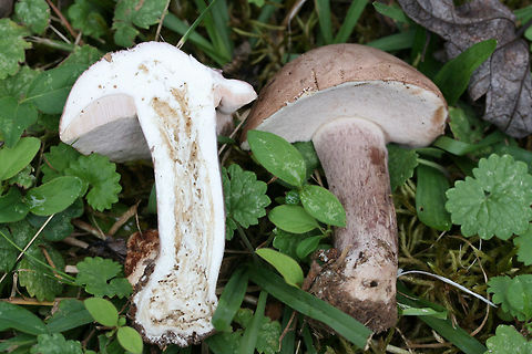 Violet Bitter Bolete (Tylopilus violatinctus) Growing in a forested area (below mostly pines) in a public park in NW Georgia (Floyd County), GA. Nonstaining. Extremely bitter in flavor. White flesh. Stipe has some yellowish-brown discoloration. Stems are buggy.

Chemical analysis:
Iron salts—>Light olive on cap.
KOH—>Yellowish on cap.
Ammonia—>Dirty yellow on cap.
https://www.jungledragon.com/image/67496/violet_bitter_bolete_tylopilus_violatinctus.html
https://www.jungledragon.com/image/67499/violet_bitter_bolete_tylopilus_violatinctus.html
https://www.jungledragon.com/image/67497/violet_bitter_bolete_tylopilus_violatinctus.html Fall,Geotagged,Tylopilus plumbeoviolaceus,Tylopilus violatinctus,United States,Violet Bitter Bolete,Violet-grey bolete