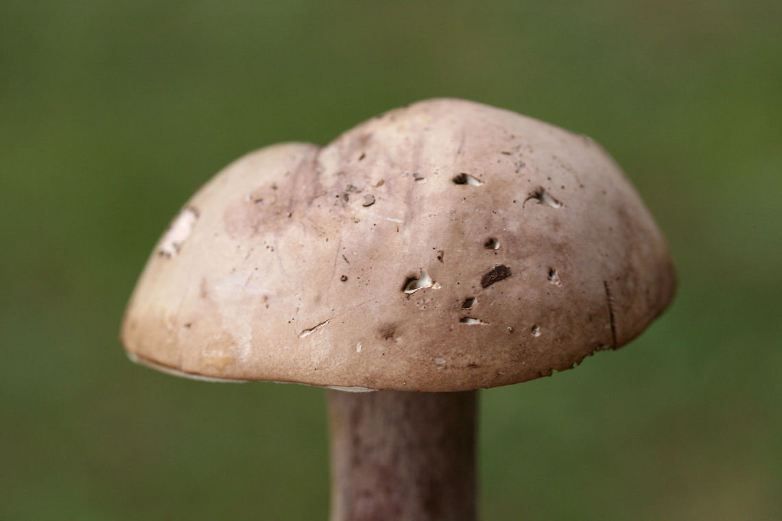 Violet Bitter Bolete (Tylopilus violatinctus) Growing in a forested area (below mostly pines) in a public park in NW Georgia (Floyd County), GA. Nonstaining. Extremely bitter in flavor. White flesh. Stipe has some yellowish-brown discoloration. Stems are buggy.<br />
<br />
Chemical analysis:<br />
Iron salts&mdash;>Light olive on cap.<br />
KOH&mdash;>Yellowish on cap.<br />
Ammonia&mdash;>Dirty yellow on cap.<br />
<figure class="photo"><a href="https://www.jungledragon.com/image/67496/violet_bitter_bolete_tylopilus_violatinctus.html" title="Violet Bitter Bolete (Tylopilus violatinctus)"><img src="https://s3.amazonaws.com/media.jungledragon.com/images/3231/67496_thumb.jpg?AWSAccessKeyId=05GMT0V3GWVNE7GGM1R2&Expires=1769040010&Signature=eJqVp2YWSf16kgEv%2Bl%2FpzA6xbEw%3D" width="200" height="134" alt="Violet Bitter Bolete (Tylopilus violatinctus) Growing in a forested area (below mostly pines) in a public park in NW Georgia (Floyd County), GA. Nonstaining. Extremely bitter in flavor. White flesh. Stipe has some yellowish-brown discoloration. Stems are buggy.<br />
<br />
Chemical analysis:<br />
Iron salts&mdash;>Light olive on cap.<br />
KOH&mdash;>Yellowish on cap.<br />
Ammonia&mdash;>Dirty yellow on cap.<br />
https://www.jungledragon.com/image/67499/violet_bitter_bolete_tylopilus_violatinctus.html<br />
https://www.jungledragon.com/image/67498/violet_bitter_bolete_tylopilus_violatinctus.html<br />
https://www.jungledragon.com/image/67497/violet_bitter_bolete_tylopilus_violatinctus.html Fall,Geotagged,Tylopilus plumbeoviolaceus,Tylopilus violatinctus,United States,Violet Bitter Bolete,Violet-grey bolete" /></a></figure><br />
<figure class="photo"><a href="https://www.jungledragon.com/image/67498/violet_bitter_bolete_tylopilus_violatinctus.html" title="Violet Bitter Bolete (Tylopilus violatinctus)"><img src="https://s3.amazonaws.com/media.jungledragon.com/images/3231/67498_thumb.jpg?AWSAccessKeyId=05GMT0V3GWVNE7GGM1R2&Expires=1769040010&Signature=e8XwlSB17%2BQ0sCuWLNotfGNfgMo%3D" width="200" height="134" alt="Violet Bitter Bolete (Tylopilus violatinctus) Growing in a forested area (below mostly pines) in a public park in NW Georgia (Floyd County), GA. Nonstaining. Extremely bitter in flavor. White flesh. Stipe has some yellowish-brown discoloration. Stems are buggy.<br />
<br />
Chemical analysis:<br />
Iron salts&mdash;>Light olive on cap.<br />
KOH&mdash;>Yellowish on cap.<br />
Ammonia&mdash;>Dirty yellow on cap.<br />
https://www.jungledragon.com/image/67496/violet_bitter_bolete_tylopilus_violatinctus.html<br />
https://www.jungledragon.com/image/67499/violet_bitter_bolete_tylopilus_violatinctus.html<br />
https://www.jungledragon.com/image/67497/violet_bitter_bolete_tylopilus_violatinctus.html Fall,Geotagged,Tylopilus plumbeoviolaceus,Tylopilus violatinctus,United States,Violet Bitter Bolete,Violet-grey bolete" /></a></figure><br />
<figure class="photo"><a href="https://www.jungledragon.com/image/67497/violet_bitter_bolete_tylopilus_violatinctus.html" title="Violet Bitter Bolete (Tylopilus violatinctus)"><img src="https://s3.amazonaws.com/media.jungledragon.com/images/3231/67497_thumb.jpg?AWSAccessKeyId=05GMT0V3GWVNE7GGM1R2&Expires=1769040010&Signature=OT3f04sdQVtaE7CNuzAj8aXekzE%3D" width="200" height="134" alt="Violet Bitter Bolete (Tylopilus violatinctus) Growing in a forested area (below mostly pines) in a public park in NW Georgia (Floyd County), GA. Nonstaining. Extremely bitter in flavor. White flesh. Stipe has some yellowish-brown discoloration. Stems are buggy.<br />
<br />
Chemical analysis:<br />
Iron salts&mdash;>Light olive on cap.<br />
KOH&mdash;>Yellowish on cap.<br />
Ammonia&mdash;>Dirty yellow on cap.<br />
https://www.jungledragon.com/image/67496/violet_bitter_bolete_tylopilus_violatinctus.html<br />
https://www.jungledragon.com/image/67498/violet_bitter_bolete_tylopilus_violatinctus.html<br />
https://www.jungledragon.com/image/67499/violet_bitter_bolete_tylopilus_violatinctus.html Fall,Geotagged,Tylopilus plumbeoviolaceus,Tylopilus violatinctus,United States,Violet Bitter Bolete,Violet-grey bolete" /></a></figure> Fall,Geotagged,Tylopilus plumbeoviolaceus,Tylopilus violatinctus,United States,Violet Bitter Bolete,Violet-grey bolete
