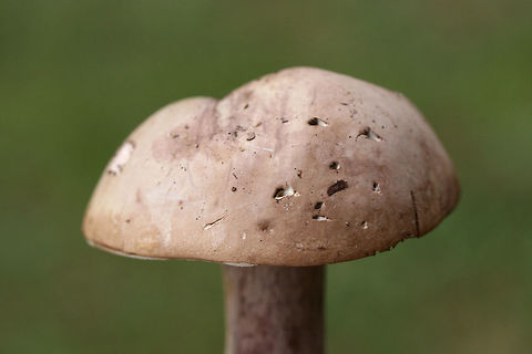 Violet Bitter Bolete (Tylopilus violatinctus) Growing in a forested area (below mostly pines) in a public park in NW Georgia (Floyd County), GA. Nonstaining. Extremely bitter in flavor. White flesh. Stipe has some yellowish-brown discoloration. Stems are buggy.

Chemical analysis:
Iron salts—>Light olive on cap.
KOH—>Yellowish on cap.
Ammonia—>Dirty yellow on cap.
https://www.jungledragon.com/image/67496/violet_bitter_bolete_tylopilus_violatinctus.html
https://www.jungledragon.com/image/67498/violet_bitter_bolete_tylopilus_violatinctus.html
https://www.jungledragon.com/image/67497/violet_bitter_bolete_tylopilus_violatinctus.html Fall,Geotagged,Tylopilus plumbeoviolaceus,Tylopilus violatinctus,United States,Violet Bitter Bolete,Violet-grey bolete