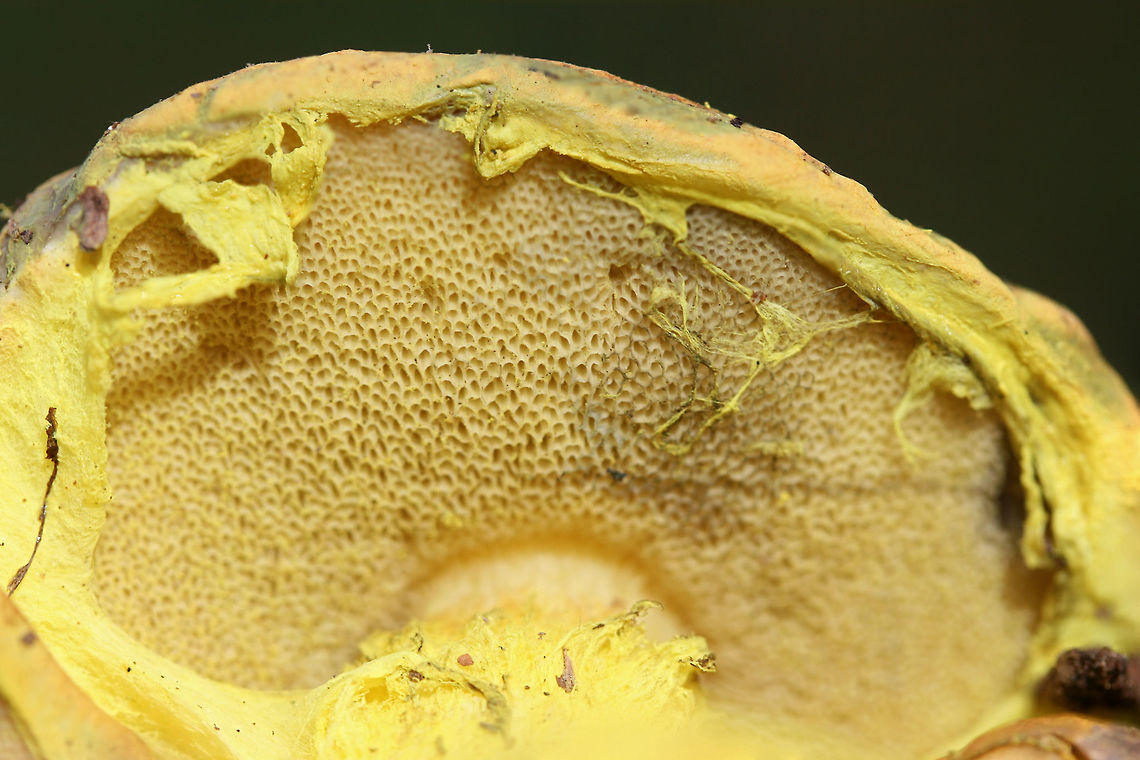 Powdery Sulfur Bolete (Pulveroboletus ravenelii) Growing beneath oaks and pines on a woodland trail in Floyd County, GA, US. October 10, 2018.<br />
<br />
-Neon yellow partial veil covering pale yellow pore surface. Pore surface stains olive. <br />
-Pilei with peachy tones stain blue/green to olive around the margins.<br />
<br />
This species is a first for me, so I was super excited to see these beauties!<br />
<figure class="photo"><a href="https://www.jungledragon.com/image/67582/powdery_sulfur_bolete_pulveroboletus_ravenelii.html" title="Powdery Sulfur Bolete (Pulveroboletus ravenelii)"><img src="https://s3.amazonaws.com/media.jungledragon.com/images/3231/67582_thumb.jpg?AWSAccessKeyId=05GMT0V3GWVNE7GGM1R2&Expires=1759968010&Signature=%2Bo2qvepbhCo24Tou9MoufWnkEb8%3D" width="200" height="134" alt="Powdery Sulfur Bolete (Pulveroboletus ravenelii) Growing beneath oaks and pines on a woodland trail in Floyd County, GA, US. October 10, 2018.<br />
<br />
-Neon yellow partial veil covering pale yellow pore surface. Pore surface stains olive. <br />
-Pilei with peachy tones stain blue/green to olive around the margins.<br />
<br />
This species is a first for me, so I was super excited to see these beauties!<br />
<br />
This species is a first for me, so I was super excited to see these beauties!<br />
https://www.jungledragon.com/image/67577/powdery_sulfur_bolete_pulveroboletus_ravenelii.html<br />
https://www.jungledragon.com/image/67581/powdery_sulfur_bolete_pulveroboletus_ravenelii.html<br />
https://www.jungledragon.com/image/67579/powdery_sulfur_bolete_pulveroboletus_ravenelii.html<br />
https://www.jungledragon.com/image/67578/powdery_sulfur_bolete_pulveroboletus_ravenelii.html Fall,Geotagged,Pulveroboletus ravenelii,United States" /></a></figure><br />
<figure class="photo"><a href="https://www.jungledragon.com/image/67581/powdery_sulfur_bolete_pulveroboletus_ravenelii.html" title="Powdery Sulfur Bolete (Pulveroboletus ravenelii)"><img src="https://s3.amazonaws.com/media.jungledragon.com/images/3231/67581_thumb.jpg?AWSAccessKeyId=05GMT0V3GWVNE7GGM1R2&Expires=1759968010&Signature=bqN4eYruOqitZaFvLvD%2BIzOhx%2Bk%3D" width="200" height="140" alt="Powdery Sulfur Bolete (Pulveroboletus ravenelii) Growing beneath oaks and pines on a woodland trail in Floyd County, GA, US. October 10, 2018.<br />
<br />
-Neon yellow partial veil covering pale yellow pore surface. Pore surface stains olive. <br />
-Pilei with peachy tones stain blue/green to olive around the margins.<br />
<br />
This species is a first for me, so I was super excited to see these beauties!<br />
<br />
This species is a first for me, so I was super excited to see these beauties!<br />
https://www.jungledragon.com/image/67582/powdery_sulfur_bolete_pulveroboletus_ravenelii.html<br />
https://www.jungledragon.com/image/67582/powdery_sulfur_bolete_pulveroboletus_ravenelii.html<br />
https://www.jungledragon.com/image/67579/powdery_sulfur_bolete_pulveroboletus_ravenelii.html<br />
https://www.jungledragon.com/image/67578/powdery_sulfur_bolete_pulveroboletus_ravenelii.html Fall,Geotagged,Pulveroboletus ravenelii,United States" /></a></figure><br />
<figure class="photo"><a href="https://www.jungledragon.com/image/67579/powdery_sulfur_bolete_pulveroboletus_ravenelii.html" title="Powdery Sulfur Bolete (Pulveroboletus ravenelii)"><img src="https://s3.amazonaws.com/media.jungledragon.com/images/3231/67579_thumb.jpg?AWSAccessKeyId=05GMT0V3GWVNE7GGM1R2&Expires=1759968010&Signature=OXWwb9gbzsenpBQ2p8obkIyMHF0%3D" width="200" height="134" alt="Powdery Sulfur Bolete (Pulveroboletus ravenelii) Growing beneath oaks and pines on a woodland trail in Floyd County, GA, US. October 10, 2018.<br />
<br />
-Neon yellow partial veil covering pale yellow pore surface. Pore surface stains olive. <br />
-Pilei with peachy tones stain blue/green to olive around the margins.<br />
<br />
This species is a first for me, so I was super excited to see these beauties!<br />
<br />
This species is a first for me, so I was super excited to see these beauties!<br />
https://www.jungledragon.com/image/67582/powdery_sulfur_bolete_pulveroboletus_ravenelii.html<br />
https://www.jungledragon.com/image/67581/powdery_sulfur_bolete_pulveroboletus_ravenelii.html<br />
https://www.jungledragon.com/image/67582/powdery_sulfur_bolete_pulveroboletus_ravenelii.html<br />
https://www.jungledragon.com/image/67578/powdery_sulfur_bolete_pulveroboletus_ravenelii.html Fall,Geotagged,Pulveroboletus ravenelii,United States" /></a></figure><br />
<figure class="photo"><a href="https://www.jungledragon.com/image/67578/powdery_sulfur_bolete_pulveroboletus_ravenelii.html" title="Powdery Sulfur Bolete (Pulveroboletus ravenelii)"><img src="https://s3.amazonaws.com/media.jungledragon.com/images/3231/67578_thumb.jpg?AWSAccessKeyId=05GMT0V3GWVNE7GGM1R2&Expires=1759968010&Signature=m2p94qHDYHQaH%2FBSEG4CZnY1snU%3D" width="200" height="134" alt="Powdery Sulfur Bolete (Pulveroboletus ravenelii) Growing beneath oaks and pines on a woodland trail in Floyd County, GA, US. October 10, 2018.<br />
<br />
-Neon yellow partial veil covering pale yellow pore surface. Pore surface stains olive. <br />
-Pilei with peachy tones stain blue/green to olive around the margins.<br />
<br />
This species is a first for me, so I was super excited to see these beauties!<br />
<br />
This species is a first for me, so I was super excited to see these beauties!<br />
https://www.jungledragon.com/image/67582/powdery_sulfur_bolete_pulveroboletus_ravenelii.html<br />
https://www.jungledragon.com/image/67581/powdery_sulfur_bolete_pulveroboletus_ravenelii.html<br />
https://www.jungledragon.com/image/67579/powdery_sulfur_bolete_pulveroboletus_ravenelii.html<br />
https://www.jungledragon.com/image/67582/powdery_sulfur_bolete_pulveroboletus_ravenelii.html Fall,Geotagged,Pulveroboletus ravenelii,United States" /></a></figure> Fall,Geotagged,Pulveroboletus ravenelii,United States