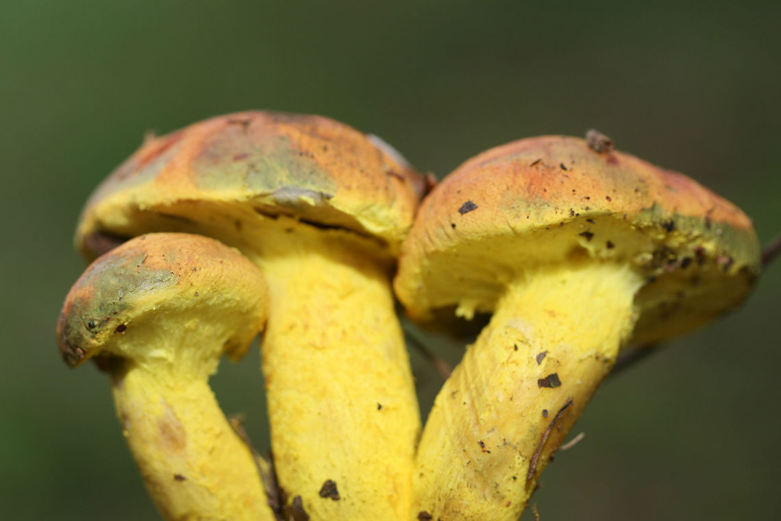 Powdery Sulfur Bolete (Pulveroboletus ravenelii) Growing beneath oaks and pines on a woodland trail in Floyd County, GA, US. October 10, 2018.<br />
<br />
-Neon yellow partial veil covering pale yellow pore surface. Pore surface stains olive. <br />
-Pilei with peachy tones stain blue/green to olive around the margins.<br />
<br />
This species is a first for me, so I was super excited to see these beauties!<br />
<br />
This species is a first for me, so I was super excited to see these beauties!<br />
<figure class="photo"><a href="https://www.jungledragon.com/image/67582/powdery_sulfur_bolete_pulveroboletus_ravenelii.html" title="Powdery Sulfur Bolete (Pulveroboletus ravenelii)"><img src="https://s3.amazonaws.com/media.jungledragon.com/images/3231/67582_thumb.jpg?AWSAccessKeyId=05GMT0V3GWVNE7GGM1R2&Expires=1769040010&Signature=Vfj3s5FM3vFo53L2venUka9qHqM%3D" width="200" height="134" alt="Powdery Sulfur Bolete (Pulveroboletus ravenelii) Growing beneath oaks and pines on a woodland trail in Floyd County, GA, US. October 10, 2018.<br />
<br />
-Neon yellow partial veil covering pale yellow pore surface. Pore surface stains olive. <br />
-Pilei with peachy tones stain blue/green to olive around the margins.<br />
<br />
This species is a first for me, so I was super excited to see these beauties!<br />
<br />
This species is a first for me, so I was super excited to see these beauties!<br />
https://www.jungledragon.com/image/67577/powdery_sulfur_bolete_pulveroboletus_ravenelii.html<br />
https://www.jungledragon.com/image/67581/powdery_sulfur_bolete_pulveroboletus_ravenelii.html<br />
https://www.jungledragon.com/image/67579/powdery_sulfur_bolete_pulveroboletus_ravenelii.html<br />
https://www.jungledragon.com/image/67578/powdery_sulfur_bolete_pulveroboletus_ravenelii.html Fall,Geotagged,Pulveroboletus ravenelii,United States" /></a></figure><br />
<figure class="photo"><a href="https://www.jungledragon.com/image/67581/powdery_sulfur_bolete_pulveroboletus_ravenelii.html" title="Powdery Sulfur Bolete (Pulveroboletus ravenelii)"><img src="https://s3.amazonaws.com/media.jungledragon.com/images/3231/67581_thumb.jpg?AWSAccessKeyId=05GMT0V3GWVNE7GGM1R2&Expires=1769040010&Signature=TM1JMAnOMW8csMzPakekUgF9UMI%3D" width="200" height="140" alt="Powdery Sulfur Bolete (Pulveroboletus ravenelii) Growing beneath oaks and pines on a woodland trail in Floyd County, GA, US. October 10, 2018.<br />
<br />
-Neon yellow partial veil covering pale yellow pore surface. Pore surface stains olive. <br />
-Pilei with peachy tones stain blue/green to olive around the margins.<br />
<br />
This species is a first for me, so I was super excited to see these beauties!<br />
<br />
This species is a first for me, so I was super excited to see these beauties!<br />
https://www.jungledragon.com/image/67582/powdery_sulfur_bolete_pulveroboletus_ravenelii.html<br />
https://www.jungledragon.com/image/67582/powdery_sulfur_bolete_pulveroboletus_ravenelii.html<br />
https://www.jungledragon.com/image/67579/powdery_sulfur_bolete_pulveroboletus_ravenelii.html<br />
https://www.jungledragon.com/image/67578/powdery_sulfur_bolete_pulveroboletus_ravenelii.html Fall,Geotagged,Pulveroboletus ravenelii,United States" /></a></figure><br />
<figure class="photo"><a href="https://www.jungledragon.com/image/67579/powdery_sulfur_bolete_pulveroboletus_ravenelii.html" title="Powdery Sulfur Bolete (Pulveroboletus ravenelii)"><img src="https://s3.amazonaws.com/media.jungledragon.com/images/3231/67579_thumb.jpg?AWSAccessKeyId=05GMT0V3GWVNE7GGM1R2&Expires=1769040010&Signature=NLJblv5LtfOGxqAia92UAAdKoqY%3D" width="200" height="134" alt="Powdery Sulfur Bolete (Pulveroboletus ravenelii) Growing beneath oaks and pines on a woodland trail in Floyd County, GA, US. October 10, 2018.<br />
<br />
-Neon yellow partial veil covering pale yellow pore surface. Pore surface stains olive. <br />
-Pilei with peachy tones stain blue/green to olive around the margins.<br />
<br />
This species is a first for me, so I was super excited to see these beauties!<br />
<br />
This species is a first for me, so I was super excited to see these beauties!<br />
https://www.jungledragon.com/image/67582/powdery_sulfur_bolete_pulveroboletus_ravenelii.html<br />
https://www.jungledragon.com/image/67581/powdery_sulfur_bolete_pulveroboletus_ravenelii.html<br />
https://www.jungledragon.com/image/67582/powdery_sulfur_bolete_pulveroboletus_ravenelii.html<br />
https://www.jungledragon.com/image/67578/powdery_sulfur_bolete_pulveroboletus_ravenelii.html Fall,Geotagged,Pulveroboletus ravenelii,United States" /></a></figure><br />
<figure class="photo"><a href="https://www.jungledragon.com/image/67582/powdery_sulfur_bolete_pulveroboletus_ravenelii.html" title="Powdery Sulfur Bolete (Pulveroboletus ravenelii)"><img src="https://s3.amazonaws.com/media.jungledragon.com/images/3231/67582_thumb.jpg?AWSAccessKeyId=05GMT0V3GWVNE7GGM1R2&Expires=1769040010&Signature=Vfj3s5FM3vFo53L2venUka9qHqM%3D" width="200" height="134" alt="Powdery Sulfur Bolete (Pulveroboletus ravenelii) Growing beneath oaks and pines on a woodland trail in Floyd County, GA, US. October 10, 2018.<br />
<br />
-Neon yellow partial veil covering pale yellow pore surface. Pore surface stains olive. <br />
-Pilei with peachy tones stain blue/green to olive around the margins.<br />
<br />
This species is a first for me, so I was super excited to see these beauties!<br />
<br />
This species is a first for me, so I was super excited to see these beauties!<br />
https://www.jungledragon.com/image/67577/powdery_sulfur_bolete_pulveroboletus_ravenelii.html<br />
https://www.jungledragon.com/image/67581/powdery_sulfur_bolete_pulveroboletus_ravenelii.html<br />
https://www.jungledragon.com/image/67579/powdery_sulfur_bolete_pulveroboletus_ravenelii.html<br />
https://www.jungledragon.com/image/67578/powdery_sulfur_bolete_pulveroboletus_ravenelii.html Fall,Geotagged,Pulveroboletus ravenelii,United States" /></a></figure> Fall,Geotagged,Pulveroboletus ravenelii,United States