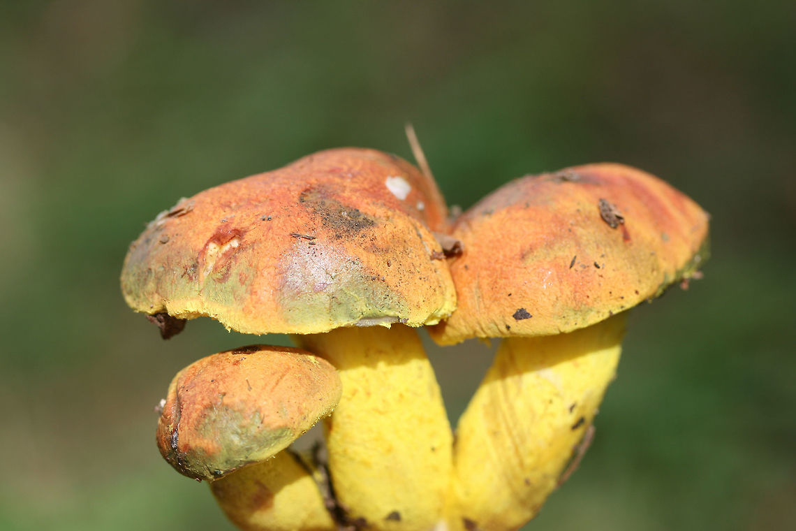 Powdery Sulfur Bolete (Pulveroboletus ravenelii) Growing beneath oaks and pines on a woodland trail in Floyd County, GA, US. October 10, 2018.<br />
<br />
-Neon yellow partial veil covering pale yellow pore surface. Pore surface stains olive. <br />
-Pilei with peachy tones stain blue/green to olive around the margins.<br />
<br />
This species is a first for me, so I was super excited to see these beauties!<br />
<br />
This species is a first for me, so I was super excited to see these beauties!<br />
<figure class="photo"><a href="https://www.jungledragon.com/image/67582/powdery_sulfur_bolete_pulveroboletus_ravenelii.html" title="Powdery Sulfur Bolete (Pulveroboletus ravenelii)"><img src="https://s3.amazonaws.com/media.jungledragon.com/images/3231/67582_thumb.jpg?AWSAccessKeyId=05GMT0V3GWVNE7GGM1R2&Expires=1769040010&Signature=Vfj3s5FM3vFo53L2venUka9qHqM%3D" width="200" height="134" alt="Powdery Sulfur Bolete (Pulveroboletus ravenelii) Growing beneath oaks and pines on a woodland trail in Floyd County, GA, US. October 10, 2018.<br />
<br />
-Neon yellow partial veil covering pale yellow pore surface. Pore surface stains olive. <br />
-Pilei with peachy tones stain blue/green to olive around the margins.<br />
<br />
This species is a first for me, so I was super excited to see these beauties!<br />
<br />
This species is a first for me, so I was super excited to see these beauties!<br />
https://www.jungledragon.com/image/67577/powdery_sulfur_bolete_pulveroboletus_ravenelii.html<br />
https://www.jungledragon.com/image/67581/powdery_sulfur_bolete_pulveroboletus_ravenelii.html<br />
https://www.jungledragon.com/image/67579/powdery_sulfur_bolete_pulveroboletus_ravenelii.html<br />
https://www.jungledragon.com/image/67578/powdery_sulfur_bolete_pulveroboletus_ravenelii.html Fall,Geotagged,Pulveroboletus ravenelii,United States" /></a></figure><br />
<figure class="photo"><a href="https://www.jungledragon.com/image/67581/powdery_sulfur_bolete_pulveroboletus_ravenelii.html" title="Powdery Sulfur Bolete (Pulveroboletus ravenelii)"><img src="https://s3.amazonaws.com/media.jungledragon.com/images/3231/67581_thumb.jpg?AWSAccessKeyId=05GMT0V3GWVNE7GGM1R2&Expires=1769040010&Signature=TM1JMAnOMW8csMzPakekUgF9UMI%3D" width="200" height="140" alt="Powdery Sulfur Bolete (Pulveroboletus ravenelii) Growing beneath oaks and pines on a woodland trail in Floyd County, GA, US. October 10, 2018.<br />
<br />
-Neon yellow partial veil covering pale yellow pore surface. Pore surface stains olive. <br />
-Pilei with peachy tones stain blue/green to olive around the margins.<br />
<br />
This species is a first for me, so I was super excited to see these beauties!<br />
<br />
This species is a first for me, so I was super excited to see these beauties!<br />
https://www.jungledragon.com/image/67582/powdery_sulfur_bolete_pulveroboletus_ravenelii.html<br />
https://www.jungledragon.com/image/67582/powdery_sulfur_bolete_pulveroboletus_ravenelii.html<br />
https://www.jungledragon.com/image/67579/powdery_sulfur_bolete_pulveroboletus_ravenelii.html<br />
https://www.jungledragon.com/image/67578/powdery_sulfur_bolete_pulveroboletus_ravenelii.html Fall,Geotagged,Pulveroboletus ravenelii,United States" /></a></figure><br />
<figure class="photo"><a href="https://www.jungledragon.com/image/67582/powdery_sulfur_bolete_pulveroboletus_ravenelii.html" title="Powdery Sulfur Bolete (Pulveroboletus ravenelii)"><img src="https://s3.amazonaws.com/media.jungledragon.com/images/3231/67582_thumb.jpg?AWSAccessKeyId=05GMT0V3GWVNE7GGM1R2&Expires=1769040010&Signature=Vfj3s5FM3vFo53L2venUka9qHqM%3D" width="200" height="134" alt="Powdery Sulfur Bolete (Pulveroboletus ravenelii) Growing beneath oaks and pines on a woodland trail in Floyd County, GA, US. October 10, 2018.<br />
<br />
-Neon yellow partial veil covering pale yellow pore surface. Pore surface stains olive. <br />
-Pilei with peachy tones stain blue/green to olive around the margins.<br />
<br />
This species is a first for me, so I was super excited to see these beauties!<br />
<br />
This species is a first for me, so I was super excited to see these beauties!<br />
https://www.jungledragon.com/image/67577/powdery_sulfur_bolete_pulveroboletus_ravenelii.html<br />
https://www.jungledragon.com/image/67581/powdery_sulfur_bolete_pulveroboletus_ravenelii.html<br />
https://www.jungledragon.com/image/67579/powdery_sulfur_bolete_pulveroboletus_ravenelii.html<br />
https://www.jungledragon.com/image/67578/powdery_sulfur_bolete_pulveroboletus_ravenelii.html Fall,Geotagged,Pulveroboletus ravenelii,United States" /></a></figure><br />
<figure class="photo"><a href="https://www.jungledragon.com/image/67578/powdery_sulfur_bolete_pulveroboletus_ravenelii.html" title="Powdery Sulfur Bolete (Pulveroboletus ravenelii)"><img src="https://s3.amazonaws.com/media.jungledragon.com/images/3231/67578_thumb.jpg?AWSAccessKeyId=05GMT0V3GWVNE7GGM1R2&Expires=1769040010&Signature=vuIWYARHpkrNw90Oosqy9S83v%2Bk%3D" width="200" height="134" alt="Powdery Sulfur Bolete (Pulveroboletus ravenelii) Growing beneath oaks and pines on a woodland trail in Floyd County, GA, US. October 10, 2018.<br />
<br />
-Neon yellow partial veil covering pale yellow pore surface. Pore surface stains olive. <br />
-Pilei with peachy tones stain blue/green to olive around the margins.<br />
<br />
This species is a first for me, so I was super excited to see these beauties!<br />
<br />
This species is a first for me, so I was super excited to see these beauties!<br />
https://www.jungledragon.com/image/67582/powdery_sulfur_bolete_pulveroboletus_ravenelii.html<br />
https://www.jungledragon.com/image/67581/powdery_sulfur_bolete_pulveroboletus_ravenelii.html<br />
https://www.jungledragon.com/image/67579/powdery_sulfur_bolete_pulveroboletus_ravenelii.html<br />
https://www.jungledragon.com/image/67582/powdery_sulfur_bolete_pulveroboletus_ravenelii.html Fall,Geotagged,Pulveroboletus ravenelii,United States" /></a></figure> Fall,Geotagged,Pulveroboletus ravenelii,United States