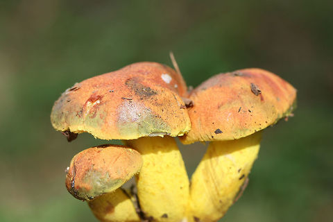 Powdery Sulfur Bolete (Pulveroboletus ravenelii) Growing beneath oaks and pines on a woodland trail in Floyd County, GA, US. October 10, 2018.

-Neon yellow partial veil covering pale yellow pore surface. Pore surface stains olive. 
-Pilei with peachy tones stain blue/green to olive around the margins.

This species is a first for me, so I was super excited to see these beauties!

This species is a first for me, so I was super excited to see these beauties!
https://www.jungledragon.com/image/67582/powdery_sulfur_bolete_pulveroboletus_ravenelii.html
https://www.jungledragon.com/image/67581/powdery_sulfur_bolete_pulveroboletus_ravenelii.html
https://www.jungledragon.com/image/67582/powdery_sulfur_bolete_pulveroboletus_ravenelii.html
https://www.jungledragon.com/image/67578/powdery_sulfur_bolete_pulveroboletus_ravenelii.html Fall,Geotagged,Pulveroboletus ravenelii,United States