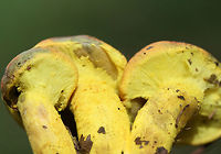 Powdery Sulfur Bolete (Pulveroboletus ravenelii) Growing beneath oaks and pines on a woodland trail in Floyd County, GA, US. October 10, 2018.<br />
<br />
-Neon yellow partial veil covering pale yellow pore surface. Pore surface stains olive. <br />
-Pilei with peachy tones stain blue/green to olive around the margins.<br />
<br />
This species is a first for me, so I was super excited to see these beauties!<br />
<br />
This species is a first for me, so I was super excited to see these beauties!<br />
https://www.jungledragon.com/image/67582/powdery_sulfur_bolete_pulveroboletus_ravenelii.html<br />
https://www.jungledragon.com/image/67582/powdery_sulfur_bolete_pulveroboletus_ravenelii.html<br />
https://www.jungledragon.com/image/67579/powdery_sulfur_bolete_pulveroboletus_ravenelii.html<br />
https://www.jungledragon.com/image/67578/powdery_sulfur_bolete_pulveroboletus_ravenelii.html Fall,Geotagged,Pulveroboletus ravenelii,United States