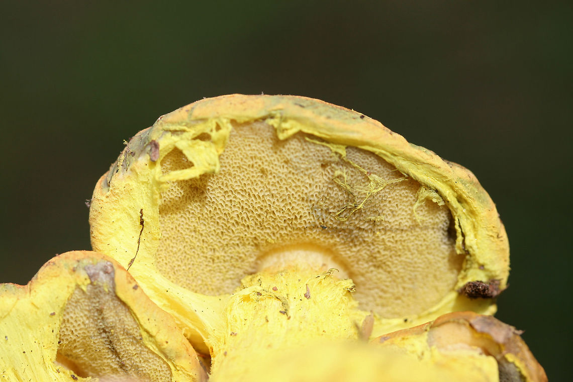 Powdery Sulfur Bolete (Pulveroboletus ravenelii) Growing beneath oaks and pines on a woodland trail in Floyd County, GA, US. October 10, 2018.<br />
<br />
-Neon yellow partial veil covering pale yellow pore surface. Pore surface stains olive. <br />
-Pilei with peachy tones stain blue/green to olive around the margins.<br />
<br />
This species is a first for me, so I was super excited to see these beauties!<br />
<br />
This species is a first for me, so I was super excited to see these beauties!<br />
<figure class="photo"><a href="https://www.jungledragon.com/image/67577/powdery_sulfur_bolete_pulveroboletus_ravenelii.html" title="Powdery Sulfur Bolete (Pulveroboletus ravenelii)"><img src="https://s3.amazonaws.com/media.jungledragon.com/images/3231/67577_thumb.jpg?AWSAccessKeyId=05GMT0V3GWVNE7GGM1R2&Expires=1769040010&Signature=cy4jqGN7ID%2F8sgrF6t5Wfe7lHhE%3D" width="200" height="134" alt="Powdery Sulfur Bolete (Pulveroboletus ravenelii) Growing beneath oaks and pines on a woodland trail in Floyd County, GA, US. October 10, 2018.<br />
<br />
-Neon yellow partial veil covering pale yellow pore surface. Pore surface stains olive. <br />
-Pilei with peachy tones stain blue/green to olive around the margins.<br />
<br />
This species is a first for me, so I was super excited to see these beauties!<br />
https://www.jungledragon.com/image/67582/powdery_sulfur_bolete_pulveroboletus_ravenelii.html<br />
https://www.jungledragon.com/image/67581/powdery_sulfur_bolete_pulveroboletus_ravenelii.html<br />
https://www.jungledragon.com/image/67579/powdery_sulfur_bolete_pulveroboletus_ravenelii.html<br />
https://www.jungledragon.com/image/67578/powdery_sulfur_bolete_pulveroboletus_ravenelii.html Fall,Geotagged,Pulveroboletus ravenelii,United States" /></a></figure><br />
<figure class="photo"><a href="https://www.jungledragon.com/image/67581/powdery_sulfur_bolete_pulveroboletus_ravenelii.html" title="Powdery Sulfur Bolete (Pulveroboletus ravenelii)"><img src="https://s3.amazonaws.com/media.jungledragon.com/images/3231/67581_thumb.jpg?AWSAccessKeyId=05GMT0V3GWVNE7GGM1R2&Expires=1769040010&Signature=TM1JMAnOMW8csMzPakekUgF9UMI%3D" width="200" height="140" alt="Powdery Sulfur Bolete (Pulveroboletus ravenelii) Growing beneath oaks and pines on a woodland trail in Floyd County, GA, US. October 10, 2018.<br />
<br />
-Neon yellow partial veil covering pale yellow pore surface. Pore surface stains olive. <br />
-Pilei with peachy tones stain blue/green to olive around the margins.<br />
<br />
This species is a first for me, so I was super excited to see these beauties!<br />
<br />
This species is a first for me, so I was super excited to see these beauties!<br />
https://www.jungledragon.com/image/67582/powdery_sulfur_bolete_pulveroboletus_ravenelii.html<br />
https://www.jungledragon.com/image/67582/powdery_sulfur_bolete_pulveroboletus_ravenelii.html<br />
https://www.jungledragon.com/image/67579/powdery_sulfur_bolete_pulveroboletus_ravenelii.html<br />
https://www.jungledragon.com/image/67578/powdery_sulfur_bolete_pulveroboletus_ravenelii.html Fall,Geotagged,Pulveroboletus ravenelii,United States" /></a></figure><br />
<figure class="photo"><a href="https://www.jungledragon.com/image/67579/powdery_sulfur_bolete_pulveroboletus_ravenelii.html" title="Powdery Sulfur Bolete (Pulveroboletus ravenelii)"><img src="https://s3.amazonaws.com/media.jungledragon.com/images/3231/67579_thumb.jpg?AWSAccessKeyId=05GMT0V3GWVNE7GGM1R2&Expires=1769040010&Signature=NLJblv5LtfOGxqAia92UAAdKoqY%3D" width="200" height="134" alt="Powdery Sulfur Bolete (Pulveroboletus ravenelii) Growing beneath oaks and pines on a woodland trail in Floyd County, GA, US. October 10, 2018.<br />
<br />
-Neon yellow partial veil covering pale yellow pore surface. Pore surface stains olive. <br />
-Pilei with peachy tones stain blue/green to olive around the margins.<br />
<br />
This species is a first for me, so I was super excited to see these beauties!<br />
<br />
This species is a first for me, so I was super excited to see these beauties!<br />
https://www.jungledragon.com/image/67582/powdery_sulfur_bolete_pulveroboletus_ravenelii.html<br />
https://www.jungledragon.com/image/67581/powdery_sulfur_bolete_pulveroboletus_ravenelii.html<br />
https://www.jungledragon.com/image/67582/powdery_sulfur_bolete_pulveroboletus_ravenelii.html<br />
https://www.jungledragon.com/image/67578/powdery_sulfur_bolete_pulveroboletus_ravenelii.html Fall,Geotagged,Pulveroboletus ravenelii,United States" /></a></figure><br />
<figure class="photo"><a href="https://www.jungledragon.com/image/67578/powdery_sulfur_bolete_pulveroboletus_ravenelii.html" title="Powdery Sulfur Bolete (Pulveroboletus ravenelii)"><img src="https://s3.amazonaws.com/media.jungledragon.com/images/3231/67578_thumb.jpg?AWSAccessKeyId=05GMT0V3GWVNE7GGM1R2&Expires=1769040010&Signature=vuIWYARHpkrNw90Oosqy9S83v%2Bk%3D" width="200" height="134" alt="Powdery Sulfur Bolete (Pulveroboletus ravenelii) Growing beneath oaks and pines on a woodland trail in Floyd County, GA, US. October 10, 2018.<br />
<br />
-Neon yellow partial veil covering pale yellow pore surface. Pore surface stains olive. <br />
-Pilei with peachy tones stain blue/green to olive around the margins.<br />
<br />
This species is a first for me, so I was super excited to see these beauties!<br />
<br />
This species is a first for me, so I was super excited to see these beauties!<br />
https://www.jungledragon.com/image/67582/powdery_sulfur_bolete_pulveroboletus_ravenelii.html<br />
https://www.jungledragon.com/image/67581/powdery_sulfur_bolete_pulveroboletus_ravenelii.html<br />
https://www.jungledragon.com/image/67579/powdery_sulfur_bolete_pulveroboletus_ravenelii.html<br />
https://www.jungledragon.com/image/67582/powdery_sulfur_bolete_pulveroboletus_ravenelii.html Fall,Geotagged,Pulveroboletus ravenelii,United States" /></a></figure> Fall,Geotagged,Pulveroboletus ravenelii,United States