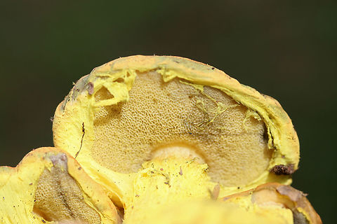 Powdery Sulfur Bolete (Pulveroboletus ravenelii) Growing beneath oaks and pines on a woodland trail in Floyd County, GA, US. October 10, 2018.

-Neon yellow partial veil covering pale yellow pore surface. Pore surface stains olive. 
-Pilei with peachy tones stain blue/green to olive around the margins.

This species is a first for me, so I was super excited to see these beauties!

This species is a first for me, so I was super excited to see these beauties!
https://www.jungledragon.com/image/67577/powdery_sulfur_bolete_pulveroboletus_ravenelii.html
https://www.jungledragon.com/image/67581/powdery_sulfur_bolete_pulveroboletus_ravenelii.html
https://www.jungledragon.com/image/67579/powdery_sulfur_bolete_pulveroboletus_ravenelii.html
https://www.jungledragon.com/image/67578/powdery_sulfur_bolete_pulveroboletus_ravenelii.html Fall,Geotagged,Pulveroboletus ravenelii,United States