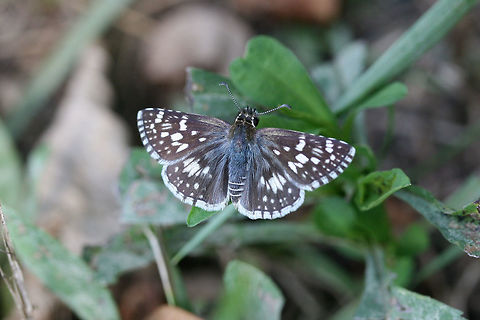 Checkered Skipper (Pyrgus sp.) Flitting around my overgrown back yard. Fall,Geotagged,United States