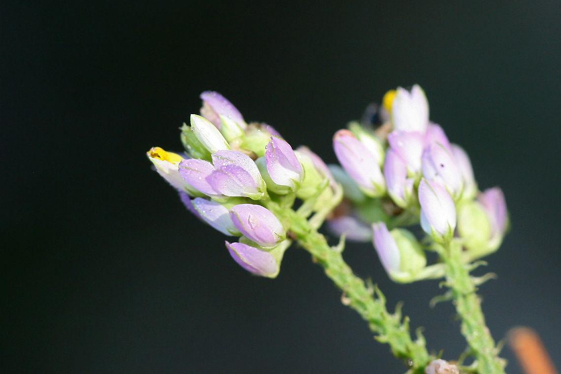 Curtiss' Milkwort (Polygala curtissii) TENTATIVE ID. At the edge of a mostly pine forest near an industrial/commercial section of town.<br />
<figure class="photo"><a href="https://www.jungledragon.com/image/67638/curtiss_milkwort_polygala_curtissii.html" title="Curtiss&#039; Milkwort (Polygala curtissii)"><img src="https://s3.amazonaws.com/media.jungledragon.com/images/3231/67638_thumb.jpg?AWSAccessKeyId=05GMT0V3GWVNE7GGM1R2&Expires=1759968010&Signature=7kj3O%2Fjaw3NC1EceVqsP2B85kU4%3D" width="102" height="152" alt="Curtiss&#039; Milkwort (Polygala curtissii) TENTATIVE ID. At the edge of a mostly pine forest near an industrial/commercial section of town.<br />
https://www.jungledragon.com/image/67637/curtiss_milkwort_polygala_curtissii.html Fall,Geotagged,Polygala curtissii,United States" /></a></figure><br />
 Fall,Geotagged,Polygala curtissii,United States