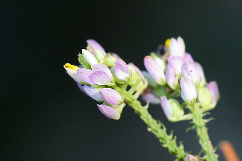 Curtiss' Milkwort (Polygala curtissii) TENTATIVE ID. At the edge of a mostly pine forest near an industrial/commercial section of town.
https://www.jungledragon.com/image/67638/curtiss_milkwort_polygala_curtissii.html
 Fall,Geotagged,Polygala curtissii,United States