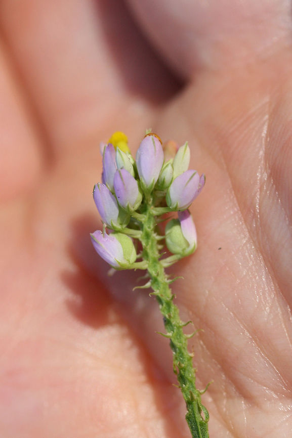 Curtiss' Milkwort (Polygala curtissii) TENTATIVE ID. At the edge of a mostly pine forest near an industrial/commercial section of town.<br />
<figure class="photo"><a href="https://www.jungledragon.com/image/67637/curtiss_milkwort_polygala_curtissii.html" title="Curtiss' Milkwort (Polygala curtissii)"><img src="https://s3.amazonaws.com/media.jungledragon.com/images/3231/67637_thumb.jpg?AWSAccessKeyId=05GMT0V3GWVNE7GGM1R2&Expires=1770854410&Signature=d%2BQEFCUF%2Fv6QyrXgIoltRoNTuk4%3D" width="200" height="134" alt="Curtiss' Milkwort (Polygala curtissii) TENTATIVE ID. At the edge of a mostly pine forest near an industrial/commercial section of town.<br />
https://www.jungledragon.com/image/67638/curtiss_milkwort_polygala_curtissii.html<br />
 Fall,Geotagged,Polygala curtissii,United States" /></a></figure> Fall,Geotagged,Polygala curtissii,United States