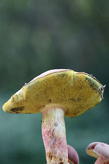 Boletus subfraternus? Or one of the other lookalikes? TENTATIVE ID. Growing in a grassy area at the edge of a pine/hardwood-forested area. Floyd County, GA. October 8, 2018.

Pink-capped bolete with yellow pore surface. Pores stain blue immediately. White flesh stains blue immediately when cut. Flavor is faintly bitter. Stretched/slotted pores near stipe/pore surface connection.

Chemical analysis:
Iron salts--Negative.
KOH--Peach on cap. Brownish orange on flesh. Amber on pores.
Ammonia--Lavender resolving to yellow on cap.
https://www.jungledragon.com/image/67642/boletus_subfraternus_or_one_of_the_other_lookalikes.html
https://www.jungledragon.com/image/67641/boletus_subfraternus_or_one_of_the_other_lookalikes.html
https://www.jungledragon.com/image/67640/boletus_subfraternus_or_one_of_the_other_lookalikes.html Boletus subfraternus,Fall,Geotagged,United States