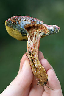 Boletus subfraternus? Or one of the other lookalikes? TENTATIVE ID. Growing in a grassy area at the edge of a pine/hardwood-forested area. Floyd County, GA. October 8, 2018.

Pink-capped bolete with yellow pore surface. Pores stain blue immediately. White flesh stains blue immediately when cut. Flavor is faintly bitter. Stretched/slotted pores near stipe/pore surface connection.

Chemical analysis:
Iron salts--Negative.
KOH--Peach on cap. Brownish orange on flesh. Amber on pores.
Ammonia--Lavender resolving to yellow on cap.
https://www.jungledragon.com/image/67639/boletus_subfraternus_or_one_of_the_other_lookalikes.html
https://www.jungledragon.com/image/67641/boletus_subfraternus_or_one_of_the_other_lookalikes.html
https://www.jungledragon.com/image/67642/boletus_subfraternus_or_one_of_the_other_lookalikes.html Boletus subfraternus,Fall,Geotagged,United States