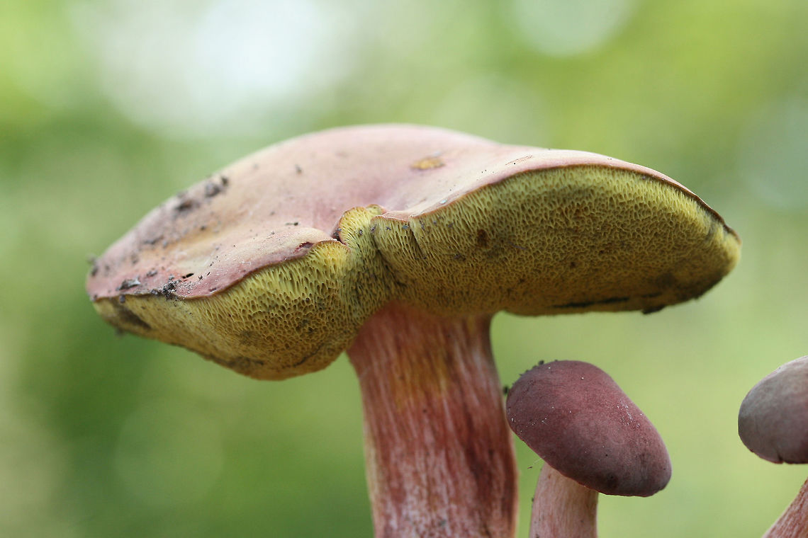 Boletus subfraternus? Or one of the other lookalikes? TENTATIVE ID. Growing in a grassy area at the edge of a pine/hardwood-forested area. Floyd County, GA. October 8, 2018.<br />
<br />
Pink-capped bolete with yellow pore surface. Pores stain blue immediately. White flesh stains blue immediately when cut. Flavor is faintly bitter. Stretched/slotted pores near stipe/pore surface connection.<br />
<br />
Chemical analysis:<br />
Iron salts--Negative.<br />
KOH--Peach on cap. Brownish orange on flesh. Amber on pores.<br />
Ammonia--Lavender resolving to yellow on cap.<br />
<figure class="photo"><a href="https://www.jungledragon.com/image/67639/boletus_subfraternus_or_one_of_the_other_lookalikes.html" title="Boletus subfraternus? Or one of the other lookalikes?"><img src="https://s3.amazonaws.com/media.jungledragon.com/images/3231/67639_thumb.jpg?AWSAccessKeyId=05GMT0V3GWVNE7GGM1R2&Expires=1759968010&Signature=1QJm%2FqJ0IDmi1uQqj4Fx%2FqHIaVY%3D" width="102" height="152" alt="Boletus subfraternus? Or one of the other lookalikes? TENTATIVE ID. Growing in a grassy area at the edge of a pine/hardwood-forested area. Floyd County, GA. October 8, 2018.<br />
<br />
Pink-capped bolete with yellow pore surface. Pores stain blue immediately. White flesh stains blue immediately when cut. Flavor is faintly bitter. Stretched/slotted pores near stipe/pore surface connection.<br />
<br />
Chemical analysis:<br />
Iron salts--Negative.<br />
KOH--Peach on cap. Brownish orange on flesh. Amber on pores.<br />
Ammonia--Lavender resolving to yellow on cap.<br />
https://www.jungledragon.com/image/67642/boletus_subfraternus_or_one_of_the_other_lookalikes.html<br />
https://www.jungledragon.com/image/67641/boletus_subfraternus_or_one_of_the_other_lookalikes.html<br />
https://www.jungledragon.com/image/67640/boletus_subfraternus_or_one_of_the_other_lookalikes.html Boletus subfraternus,Fall,Geotagged,United States" /></a></figure><br />
<figure class="photo"><a href="https://www.jungledragon.com/image/67642/boletus_subfraternus_or_one_of_the_other_lookalikes.html" title="Boletus subfraternus? Or one of the other lookalikes?"><img src="https://s3.amazonaws.com/media.jungledragon.com/images/3231/67642_thumb.jpg?AWSAccessKeyId=05GMT0V3GWVNE7GGM1R2&Expires=1759968010&Signature=BL2rLDHBykKh9TZ29NzmS%2FzRg1U%3D" width="200" height="134" alt="Boletus subfraternus? Or one of the other lookalikes? TENTATIVE ID. Growing in a grassy area at the edge of a pine/hardwood-forested area. Floyd County, GA. October 8, 2018.<br />
<br />
Pink-capped bolete with yellow pore surface. Pores stain blue immediately. White flesh stains blue immediately when cut. Flavor is faintly bitter. Stretched/slotted pores near stipe/pore surface connection.<br />
<br />
Chemical analysis:<br />
Iron salts--Negative.<br />
KOH--Peach on cap. Brownish orange on flesh. Amber on pores.<br />
Ammonia--Lavender resolving to yellow on cap.<br />
https://www.jungledragon.com/image/67639/boletus_subfraternus_or_one_of_the_other_lookalikes.html<br />
https://www.jungledragon.com/image/67641/boletus_subfraternus_or_one_of_the_other_lookalikes.html<br />
https://www.jungledragon.com/image/67640/boletus_subfraternus_or_one_of_the_other_lookalikes.html Boletus subfraternus,Fall,Geotagged,United States" /></a></figure><br />
<figure class="photo"><a href="https://www.jungledragon.com/image/67640/boletus_subfraternus_or_one_of_the_other_lookalikes.html" title="Boletus subfraternus? Or one of the other lookalikes?"><img src="https://s3.amazonaws.com/media.jungledragon.com/images/3231/67640_thumb.jpg?AWSAccessKeyId=05GMT0V3GWVNE7GGM1R2&Expires=1759968010&Signature=gNw45RscvqgG%2BP4Ru4metfDISC8%3D" width="102" height="152" alt="Boletus subfraternus? Or one of the other lookalikes? TENTATIVE ID. Growing in a grassy area at the edge of a pine/hardwood-forested area. Floyd County, GA. October 8, 2018.<br />
<br />
Pink-capped bolete with yellow pore surface. Pores stain blue immediately. White flesh stains blue immediately when cut. Flavor is faintly bitter. Stretched/slotted pores near stipe/pore surface connection.<br />
<br />
Chemical analysis:<br />
Iron salts--Negative.<br />
KOH--Peach on cap. Brownish orange on flesh. Amber on pores.<br />
Ammonia--Lavender resolving to yellow on cap.<br />
https://www.jungledragon.com/image/67639/boletus_subfraternus_or_one_of_the_other_lookalikes.html<br />
https://www.jungledragon.com/image/67641/boletus_subfraternus_or_one_of_the_other_lookalikes.html<br />
https://www.jungledragon.com/image/67642/boletus_subfraternus_or_one_of_the_other_lookalikes.html Boletus subfraternus,Fall,Geotagged,United States" /></a></figure> Boletus subfraternus,Fall,Geotagged,United States