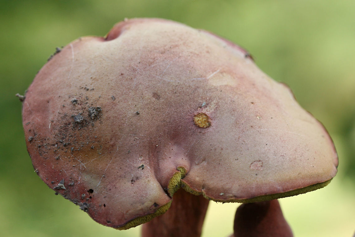 Boletus subfraternus? Or one of the other lookalikes? TENTATIVE ID. Growing in a grassy area at the edge of a pine/hardwood-forested area. Floyd County, GA. October 8, 2018.<br />
<br />
Pink-capped bolete with yellow pore surface. Pores stain blue immediately. White flesh stains blue immediately when cut. Flavor is faintly bitter. Stretched/slotted pores near stipe/pore surface connection.<br />
<br />
Chemical analysis:<br />
Iron salts--Negative.<br />
KOH--Peach on cap. Brownish orange on flesh. Amber on pores.<br />
Ammonia--Lavender resolving to yellow on cap.<br />
<figure class="photo"><a href="https://www.jungledragon.com/image/67639/boletus_subfraternus_or_one_of_the_other_lookalikes.html" title="Boletus subfraternus? Or one of the other lookalikes?"><img src="https://s3.amazonaws.com/media.jungledragon.com/images/3231/67639_thumb.jpg?AWSAccessKeyId=05GMT0V3GWVNE7GGM1R2&Expires=1759968010&Signature=1QJm%2FqJ0IDmi1uQqj4Fx%2FqHIaVY%3D" width="102" height="152" alt="Boletus subfraternus? Or one of the other lookalikes? TENTATIVE ID. Growing in a grassy area at the edge of a pine/hardwood-forested area. Floyd County, GA. October 8, 2018.<br />
<br />
Pink-capped bolete with yellow pore surface. Pores stain blue immediately. White flesh stains blue immediately when cut. Flavor is faintly bitter. Stretched/slotted pores near stipe/pore surface connection.<br />
<br />
Chemical analysis:<br />
Iron salts--Negative.<br />
KOH--Peach on cap. Brownish orange on flesh. Amber on pores.<br />
Ammonia--Lavender resolving to yellow on cap.<br />
https://www.jungledragon.com/image/67642/boletus_subfraternus_or_one_of_the_other_lookalikes.html<br />
https://www.jungledragon.com/image/67641/boletus_subfraternus_or_one_of_the_other_lookalikes.html<br />
https://www.jungledragon.com/image/67640/boletus_subfraternus_or_one_of_the_other_lookalikes.html Boletus subfraternus,Fall,Geotagged,United States" /></a></figure><br />
<figure class="photo"><a href="https://www.jungledragon.com/image/67641/boletus_subfraternus_or_one_of_the_other_lookalikes.html" title="Boletus subfraternus? Or one of the other lookalikes?"><img src="https://s3.amazonaws.com/media.jungledragon.com/images/3231/67641_thumb.jpg?AWSAccessKeyId=05GMT0V3GWVNE7GGM1R2&Expires=1759968010&Signature=%2FkPR0lajAkXnAn5MYI%2F5VxF6JNc%3D" width="200" height="134" alt="Boletus subfraternus? Or one of the other lookalikes? TENTATIVE ID. Growing in a grassy area at the edge of a pine/hardwood-forested area. Floyd County, GA. October 8, 2018.<br />
<br />
Pink-capped bolete with yellow pore surface. Pores stain blue immediately. White flesh stains blue immediately when cut. Flavor is faintly bitter. Stretched/slotted pores near stipe/pore surface connection.<br />
<br />
Chemical analysis:<br />
Iron salts--Negative.<br />
KOH--Peach on cap. Brownish orange on flesh. Amber on pores.<br />
Ammonia--Lavender resolving to yellow on cap.<br />
https://www.jungledragon.com/image/67639/boletus_subfraternus_or_one_of_the_other_lookalikes.html<br />
https://www.jungledragon.com/image/67642/boletus_subfraternus_or_one_of_the_other_lookalikes.html<br />
https://www.jungledragon.com/image/67640/boletus_subfraternus_or_one_of_the_other_lookalikes.html Boletus subfraternus,Fall,Geotagged,United States" /></a></figure><br />
<figure class="photo"><a href="https://www.jungledragon.com/image/67640/boletus_subfraternus_or_one_of_the_other_lookalikes.html" title="Boletus subfraternus? Or one of the other lookalikes?"><img src="https://s3.amazonaws.com/media.jungledragon.com/images/3231/67640_thumb.jpg?AWSAccessKeyId=05GMT0V3GWVNE7GGM1R2&Expires=1759968010&Signature=gNw45RscvqgG%2BP4Ru4metfDISC8%3D" width="102" height="152" alt="Boletus subfraternus? Or one of the other lookalikes? TENTATIVE ID. Growing in a grassy area at the edge of a pine/hardwood-forested area. Floyd County, GA. October 8, 2018.<br />
<br />
Pink-capped bolete with yellow pore surface. Pores stain blue immediately. White flesh stains blue immediately when cut. Flavor is faintly bitter. Stretched/slotted pores near stipe/pore surface connection.<br />
<br />
Chemical analysis:<br />
Iron salts--Negative.<br />
KOH--Peach on cap. Brownish orange on flesh. Amber on pores.<br />
Ammonia--Lavender resolving to yellow on cap.<br />
https://www.jungledragon.com/image/67639/boletus_subfraternus_or_one_of_the_other_lookalikes.html<br />
https://www.jungledragon.com/image/67641/boletus_subfraternus_or_one_of_the_other_lookalikes.html<br />
https://www.jungledragon.com/image/67642/boletus_subfraternus_or_one_of_the_other_lookalikes.html Boletus subfraternus,Fall,Geotagged,United States" /></a></figure> Boletus subfraternus,Fall,Geotagged,United States
