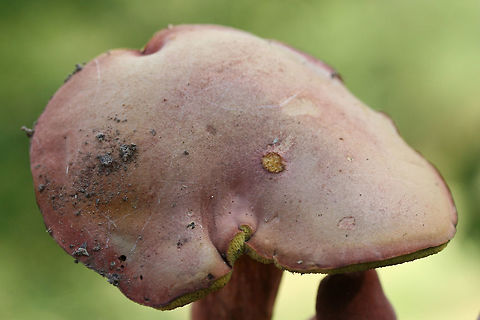 Boletus subfraternus? Or one of the other lookalikes? TENTATIVE ID. Growing in a grassy area at the edge of a pine/hardwood-forested area. Floyd County, GA. October 8, 2018.

Pink-capped bolete with yellow pore surface. Pores stain blue immediately. White flesh stains blue immediately when cut. Flavor is faintly bitter. Stretched/slotted pores near stipe/pore surface connection.

Chemical analysis:
Iron salts--Negative.
KOH--Peach on cap. Brownish orange on flesh. Amber on pores.
Ammonia--Lavender resolving to yellow on cap.
https://www.jungledragon.com/image/67639/boletus_subfraternus_or_one_of_the_other_lookalikes.html
https://www.jungledragon.com/image/67641/boletus_subfraternus_or_one_of_the_other_lookalikes.html
https://www.jungledragon.com/image/67640/boletus_subfraternus_or_one_of_the_other_lookalikes.html Boletus subfraternus,Fall,Geotagged,United States