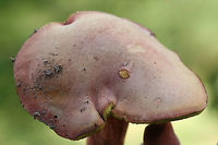 Boletus subfraternus? Or one of the other lookalikes? TENTATIVE ID. Growing in a grassy area at the edge of a pine/hardwood-forested area. Floyd County, GA. October 8, 2018.<br />
<br />
Pink-capped bolete with yellow pore surface. Pores stain blue immediately. White flesh stains blue immediately when cut. Flavor is faintly bitter. Stretched/slotted pores near stipe/pore surface connection.<br />
<br />
Chemical analysis:<br />
Iron salts--Negative.<br />
KOH--Peach on cap. Brownish orange on flesh. Amber on pores.<br />
Ammonia--Lavender resolving to yellow on cap.<br />
https://www.jungledragon.com/image/67639/boletus_subfraternus_or_one_of_the_other_lookalikes.html<br />
https://www.jungledragon.com/image/67641/boletus_subfraternus_or_one_of_the_other_lookalikes.html<br />
https://www.jungledragon.com/image/67640/boletus_subfraternus_or_one_of_the_other_lookalikes.html Boletus subfraternus,Fall,Geotagged,United States