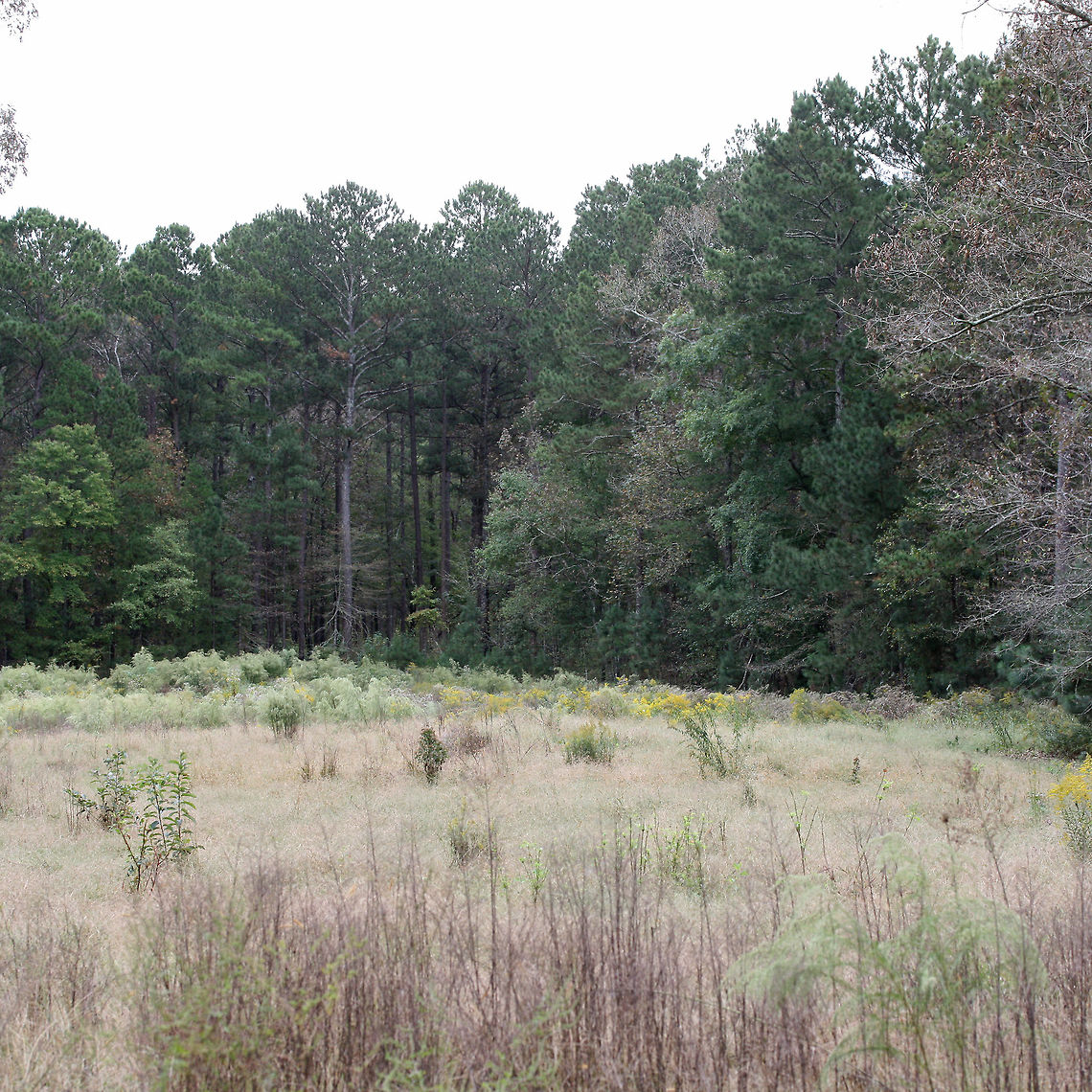 Early Autumn - Where a Meadow Meets a Pine Forest This is one of my favorite forest clearings on the Arrowhead Interpretive Wildlife Trail in Floyd County, GA.<br />
<br />
It was quite a dreary day when I photographed this, but you can see some of the autumn colors starting to pop. :) Fall,Geotagged,United States