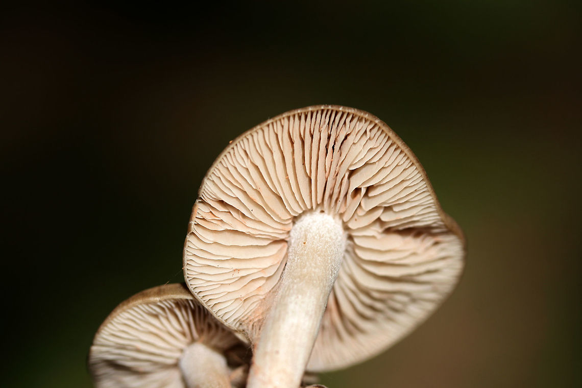 Entoloma sp. Growing in a grassy area (below mostly pines) in a public park in Floyd County, GA.<br />
<br />
I thought I saw a webby cortina on the gills and stem (maybe it is a mold?), but it seems that this is Entoloma sp. :/<br />
<figure class="photo"><a href="https://www.jungledragon.com/image/67651/entoloma_sp.html" title="Entoloma sp."><img src="https://s3.amazonaws.com/media.jungledragon.com/images/3231/67651_thumb.jpg?AWSAccessKeyId=05GMT0V3GWVNE7GGM1R2&Expires=1759968010&Signature=4qpWifSfyGwwmEzaELiiZ%2B71e5E%3D" width="200" height="134" alt="Entoloma sp. Growing in a grassy area (below mostly pines) in a public park in Floyd County, GA.<br />
<br />
I thought I saw a webby cortina on the gills and stem (maybe it is a mold?), but it seems that this is Entoloma sp. <br />
https://www.jungledragon.com/image/67648/entoloma_sp.html<br />
https://www.jungledragon.com/image/67649/entoloma_sp.html<br />
https://www.jungledragon.com/image/67650/entoloma_sp.html Fall,Geotagged,United States" /></a></figure><br />
<figure class="photo"><a href="https://www.jungledragon.com/image/67649/entoloma_sp.html" title="Entoloma sp."><img src="https://s3.amazonaws.com/media.jungledragon.com/images/3231/67649_thumb.jpg?AWSAccessKeyId=05GMT0V3GWVNE7GGM1R2&Expires=1759968010&Signature=6ZIBewWtEbHXSokjDjclvfFDgAU%3D" width="102" height="152" alt="Entoloma sp. Growing in a grassy area (below mostly pines) in a public park in Floyd County, GA.<br />
<br />
I thought I saw a webby cortina on the gills and stem (maybe it is a mold?), but it seems that this is Entoloma sp. :/<br />
https://www.jungledragon.com/image/67651/entoloma_sp.html<br />
https://www.jungledragon.com/image/67648/entoloma_sp.html<br />
https://www.jungledragon.com/image/67650/entoloma_sp.html Fall,Geotagged,United States" /></a></figure><br />
<figure class="photo"><a href="https://www.jungledragon.com/image/67650/entoloma_sp.html" title="Entoloma sp."><img src="https://s3.amazonaws.com/media.jungledragon.com/images/3231/67650_thumb.jpg?AWSAccessKeyId=05GMT0V3GWVNE7GGM1R2&Expires=1759968010&Signature=%2FMPaUus80nhD5zYO0p2R%2FjHB%2F1I%3D" width="200" height="134" alt="Entoloma sp. Growing in a grassy area (below mostly pines) in a public park in Floyd County, GA.<br />
<br />
I thought I saw a webby cortina on the gills and stem (maybe it is a mold?), but it seems that this is Entoloma sp. :<br />
https://www.jungledragon.com/image/67651/entoloma_sp.html<br />
https://www.jungledragon.com/image/67649/entoloma_sp.html<br />
https://www.jungledragon.com/image/67648/entoloma_sp.html Fall,Geotagged,United States" /></a></figure> Fall,Geotagged,United States