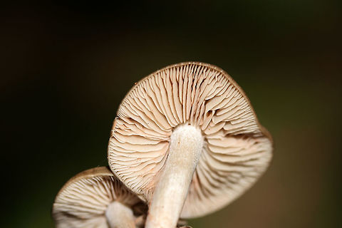 Entoloma sp. Growing in a grassy area (below mostly pines) in a public park in Floyd County, GA.

I thought I saw a webby cortina on the gills and stem (maybe it is a mold?), but it seems that this is Entoloma sp. :/
https://www.jungledragon.com/image/67651/entoloma_sp.html
https://www.jungledragon.com/image/67649/entoloma_sp.html
https://www.jungledragon.com/image/67650/entoloma_sp.html Fall,Geotagged,United States