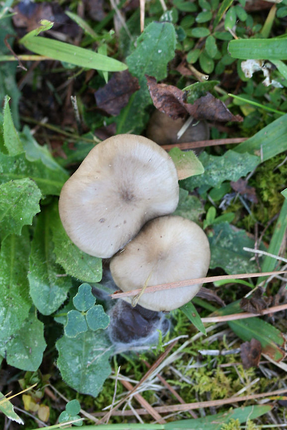 Entoloma sp. Growing in a grassy area (below mostly pines) in a public park in Floyd County, GA.<br />
<br />
I thought I saw a webby cortina on the gills and stem (maybe it is a mold?), but it seems that this is Entoloma sp. :/<br />
<figure class="photo"><a href="https://www.jungledragon.com/image/67651/entoloma_sp.html" title="Entoloma sp."><img src="https://s3.amazonaws.com/media.jungledragon.com/images/3231/67651_thumb.jpg?AWSAccessKeyId=05GMT0V3GWVNE7GGM1R2&Expires=1759968010&Signature=4qpWifSfyGwwmEzaELiiZ%2B71e5E%3D" width="200" height="134" alt="Entoloma sp. Growing in a grassy area (below mostly pines) in a public park in Floyd County, GA.<br />
<br />
I thought I saw a webby cortina on the gills and stem (maybe it is a mold?), but it seems that this is Entoloma sp. <br />
https://www.jungledragon.com/image/67648/entoloma_sp.html<br />
https://www.jungledragon.com/image/67649/entoloma_sp.html<br />
https://www.jungledragon.com/image/67650/entoloma_sp.html Fall,Geotagged,United States" /></a></figure><br />
<figure class="photo"><a href="https://www.jungledragon.com/image/67648/entoloma_sp.html" title="Entoloma sp."><img src="https://s3.amazonaws.com/media.jungledragon.com/images/3231/67648_thumb.jpg?AWSAccessKeyId=05GMT0V3GWVNE7GGM1R2&Expires=1759968010&Signature=dVeV9lHZcy4Wv%2Fj7qkIOo2vpePc%3D" width="200" height="134" alt="Entoloma sp. Growing in a grassy area (below mostly pines) in a public park in Floyd County, GA.<br />
<br />
I thought I saw a webby cortina on the gills and stem (maybe it is a mold?), but it seems that this is Entoloma sp. :/<br />
https://www.jungledragon.com/image/67651/entoloma_sp.html<br />
https://www.jungledragon.com/image/67649/entoloma_sp.html<br />
https://www.jungledragon.com/image/67650/entoloma_sp.html Fall,Geotagged,United States" /></a></figure><br />
<figure class="photo"><a href="https://www.jungledragon.com/image/67650/entoloma_sp.html" title="Entoloma sp."><img src="https://s3.amazonaws.com/media.jungledragon.com/images/3231/67650_thumb.jpg?AWSAccessKeyId=05GMT0V3GWVNE7GGM1R2&Expires=1759968010&Signature=%2FMPaUus80nhD5zYO0p2R%2FjHB%2F1I%3D" width="200" height="134" alt="Entoloma sp. Growing in a grassy area (below mostly pines) in a public park in Floyd County, GA.<br />
<br />
I thought I saw a webby cortina on the gills and stem (maybe it is a mold?), but it seems that this is Entoloma sp. :<br />
https://www.jungledragon.com/image/67651/entoloma_sp.html<br />
https://www.jungledragon.com/image/67649/entoloma_sp.html<br />
https://www.jungledragon.com/image/67648/entoloma_sp.html Fall,Geotagged,United States" /></a></figure> Fall,Geotagged,United States