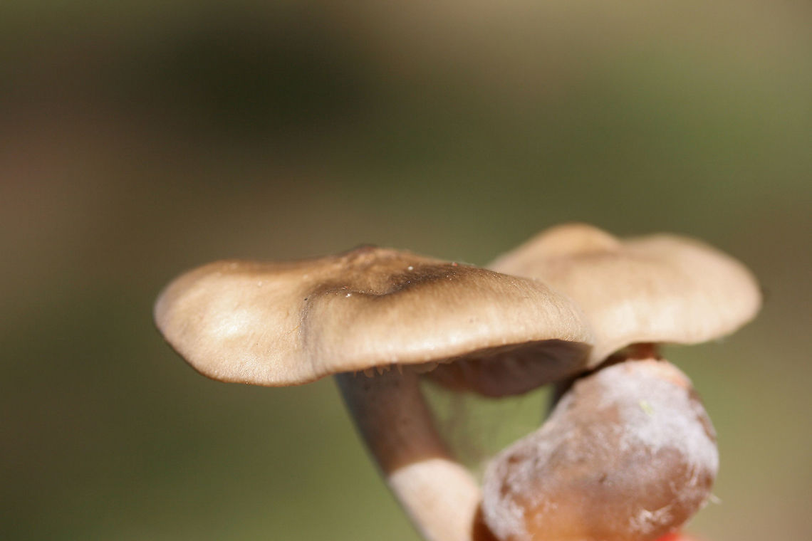Entoloma sp. Growing in a grassy area (below mostly pines) in a public park in Floyd County, GA.<br />
<br />
I thought I saw a webby cortina on the gills and stem (maybe it is a mold?), but it seems that this is Entoloma sp. :<br />
<figure class="photo"><a href="https://www.jungledragon.com/image/67651/entoloma_sp.html" title="Entoloma sp."><img src="https://s3.amazonaws.com/media.jungledragon.com/images/3231/67651_thumb.jpg?AWSAccessKeyId=05GMT0V3GWVNE7GGM1R2&Expires=1759968010&Signature=4qpWifSfyGwwmEzaELiiZ%2B71e5E%3D" width="200" height="134" alt="Entoloma sp. Growing in a grassy area (below mostly pines) in a public park in Floyd County, GA.<br />
<br />
I thought I saw a webby cortina on the gills and stem (maybe it is a mold?), but it seems that this is Entoloma sp. <br />
https://www.jungledragon.com/image/67648/entoloma_sp.html<br />
https://www.jungledragon.com/image/67649/entoloma_sp.html<br />
https://www.jungledragon.com/image/67650/entoloma_sp.html Fall,Geotagged,United States" /></a></figure><br />
<figure class="photo"><a href="https://www.jungledragon.com/image/67649/entoloma_sp.html" title="Entoloma sp."><img src="https://s3.amazonaws.com/media.jungledragon.com/images/3231/67649_thumb.jpg?AWSAccessKeyId=05GMT0V3GWVNE7GGM1R2&Expires=1759968010&Signature=6ZIBewWtEbHXSokjDjclvfFDgAU%3D" width="102" height="152" alt="Entoloma sp. Growing in a grassy area (below mostly pines) in a public park in Floyd County, GA.<br />
<br />
I thought I saw a webby cortina on the gills and stem (maybe it is a mold?), but it seems that this is Entoloma sp. :/<br />
https://www.jungledragon.com/image/67651/entoloma_sp.html<br />
https://www.jungledragon.com/image/67648/entoloma_sp.html<br />
https://www.jungledragon.com/image/67650/entoloma_sp.html Fall,Geotagged,United States" /></a></figure><br />
<figure class="photo"><a href="https://www.jungledragon.com/image/67648/entoloma_sp.html" title="Entoloma sp."><img src="https://s3.amazonaws.com/media.jungledragon.com/images/3231/67648_thumb.jpg?AWSAccessKeyId=05GMT0V3GWVNE7GGM1R2&Expires=1759968010&Signature=dVeV9lHZcy4Wv%2Fj7qkIOo2vpePc%3D" width="200" height="134" alt="Entoloma sp. Growing in a grassy area (below mostly pines) in a public park in Floyd County, GA.<br />
<br />
I thought I saw a webby cortina on the gills and stem (maybe it is a mold?), but it seems that this is Entoloma sp. :/<br />
https://www.jungledragon.com/image/67651/entoloma_sp.html<br />
https://www.jungledragon.com/image/67649/entoloma_sp.html<br />
https://www.jungledragon.com/image/67650/entoloma_sp.html Fall,Geotagged,United States" /></a></figure> Fall,Geotagged,United States