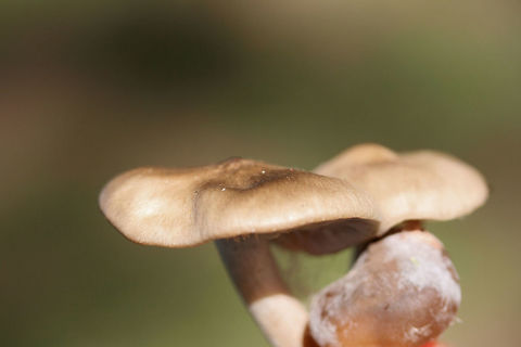 Entoloma sp. Growing in a grassy area (below mostly pines) in a public park in Floyd County, GA.

I thought I saw a webby cortina on the gills and stem (maybe it is a mold?), but it seems that this is Entoloma sp. :
https://www.jungledragon.com/image/67651/entoloma_sp.html
https://www.jungledragon.com/image/67649/entoloma_sp.html
https://www.jungledragon.com/image/67648/entoloma_sp.html Fall,Geotagged,United States