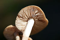 Entoloma sp. Growing in a grassy area (below mostly pines) in a public park in Floyd County, GA.<br />
<br />
I thought I saw a webby cortina on the gills and stem (maybe it is a mold?), but it seems that this is Entoloma sp. <br />
https://www.jungledragon.com/image/67648/entoloma_sp.html<br />
https://www.jungledragon.com/image/67649/entoloma_sp.html<br />
https://www.jungledragon.com/image/67650/entoloma_sp.html Fall,Geotagged,United States