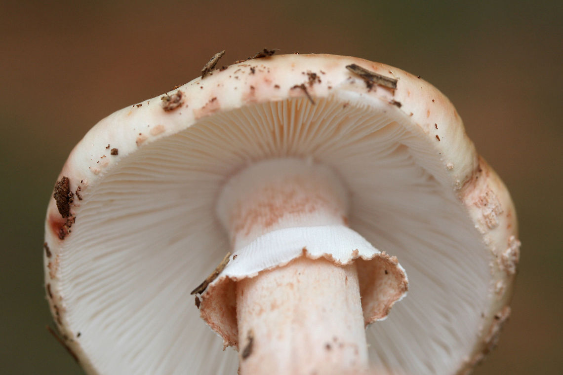 Amanita rubescens var. alba TENTATIVE ID.<br />
Growing under mostly pines in a wooded area of a public park in Floyd County, GA.<br />
<figure class="photo"><a href="https://www.jungledragon.com/image/67657/amanita_rubescens_var._alba.html" title="Amanita rubescens var. alba"><img src="https://s3.amazonaws.com/media.jungledragon.com/images/3231/67657_thumb.jpg?AWSAccessKeyId=05GMT0V3GWVNE7GGM1R2&Expires=1767225610&Signature=VAwZcyIbQXDS49%2F1rz2c4wUEPlE%3D" width="102" height="152" alt="Amanita rubescens var. alba TENTATIVE ID.<br />
Growing under mostly pines in a wooded area of a public park in Floyd County, GA.<br />
https://www.jungledragon.com/image/67656/amanita_rubescens_var._alba.html<br />
https://www.jungledragon.com/image/67655/amanita_rubescens_var._alba.html Amanita rubescens var. alba,Fall,Geotagged,United States" /></a></figure><br />
<figure class="photo"><a href="https://www.jungledragon.com/image/67656/amanita_rubescens_var._alba.html" title="Amanita rubescens var. alba"><img src="https://s3.amazonaws.com/media.jungledragon.com/images/3231/67656_thumb.jpg?AWSAccessKeyId=05GMT0V3GWVNE7GGM1R2&Expires=1767225610&Signature=Z%2FkWXRHO2s0v6hpxjTad5Prnv3Q%3D" width="200" height="134" alt="Amanita rubescens var. alba TENTATIVE ID.<br />
Growing under mostly pines in a wooded area of a public park in Floyd County, GA.<br />
https://www.jungledragon.com/image/67657/amanita_rubescens_var._alba.html<br />
https://www.jungledragon.com/image/67655/amanita_rubescens_var._alba.html Amanita rubescens var. alba,Fall,Geotagged,United States" /></a></figure> Amanita rubescens var. alba,Fall,Geotagged,United States